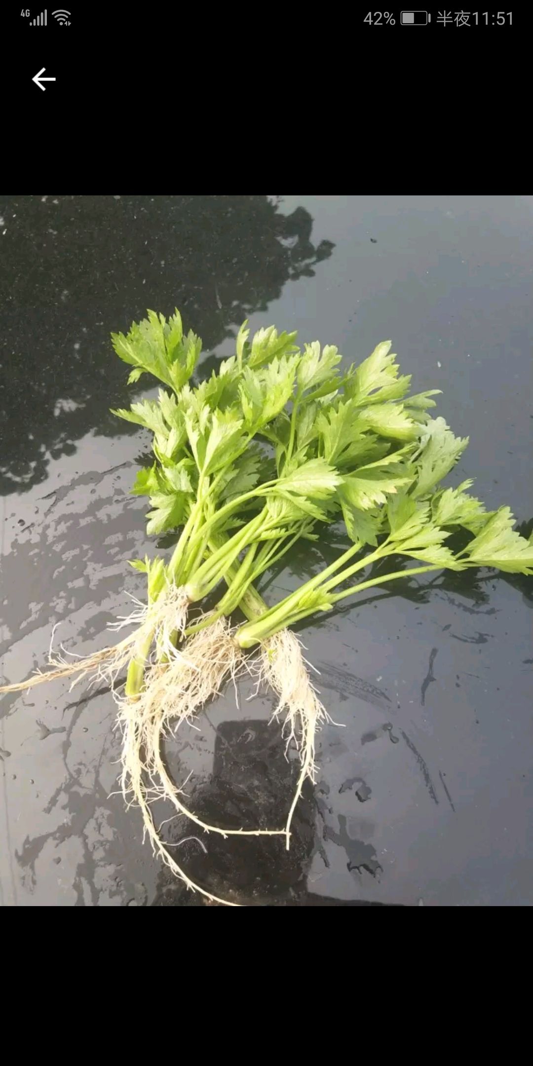 芹菜苗 锦绣