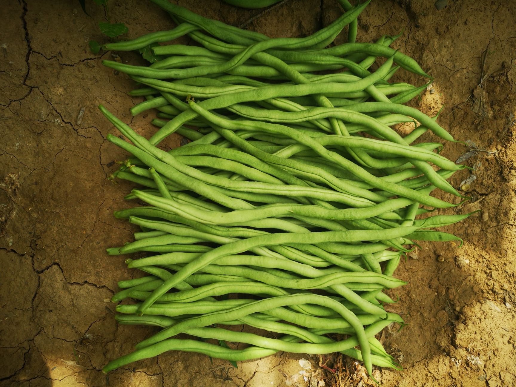 架豆王豆角 甘肃高原夏菜架豆王