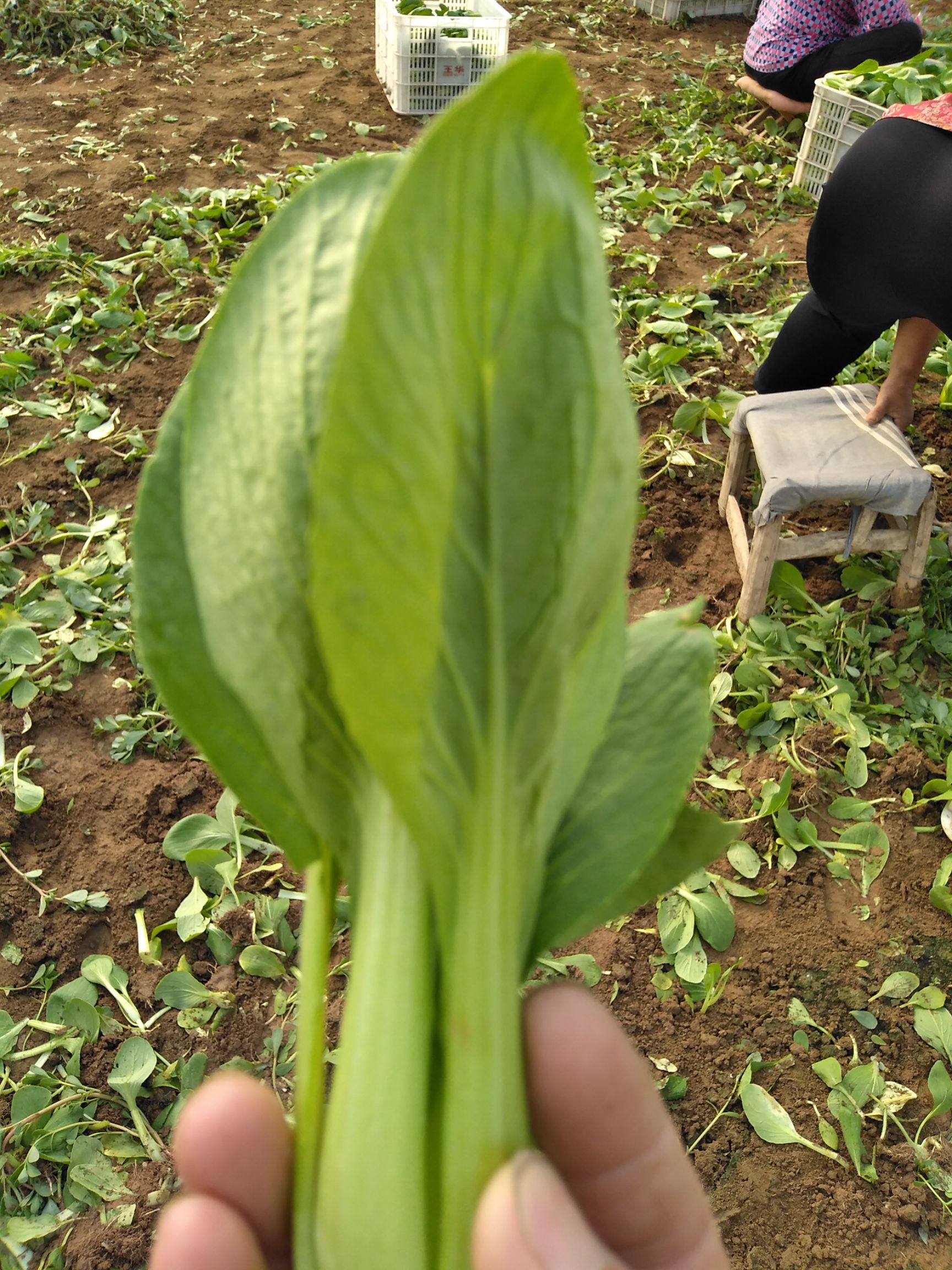 精品上海青菜地直接收购,万亩种植基地,常年供应货源充足.