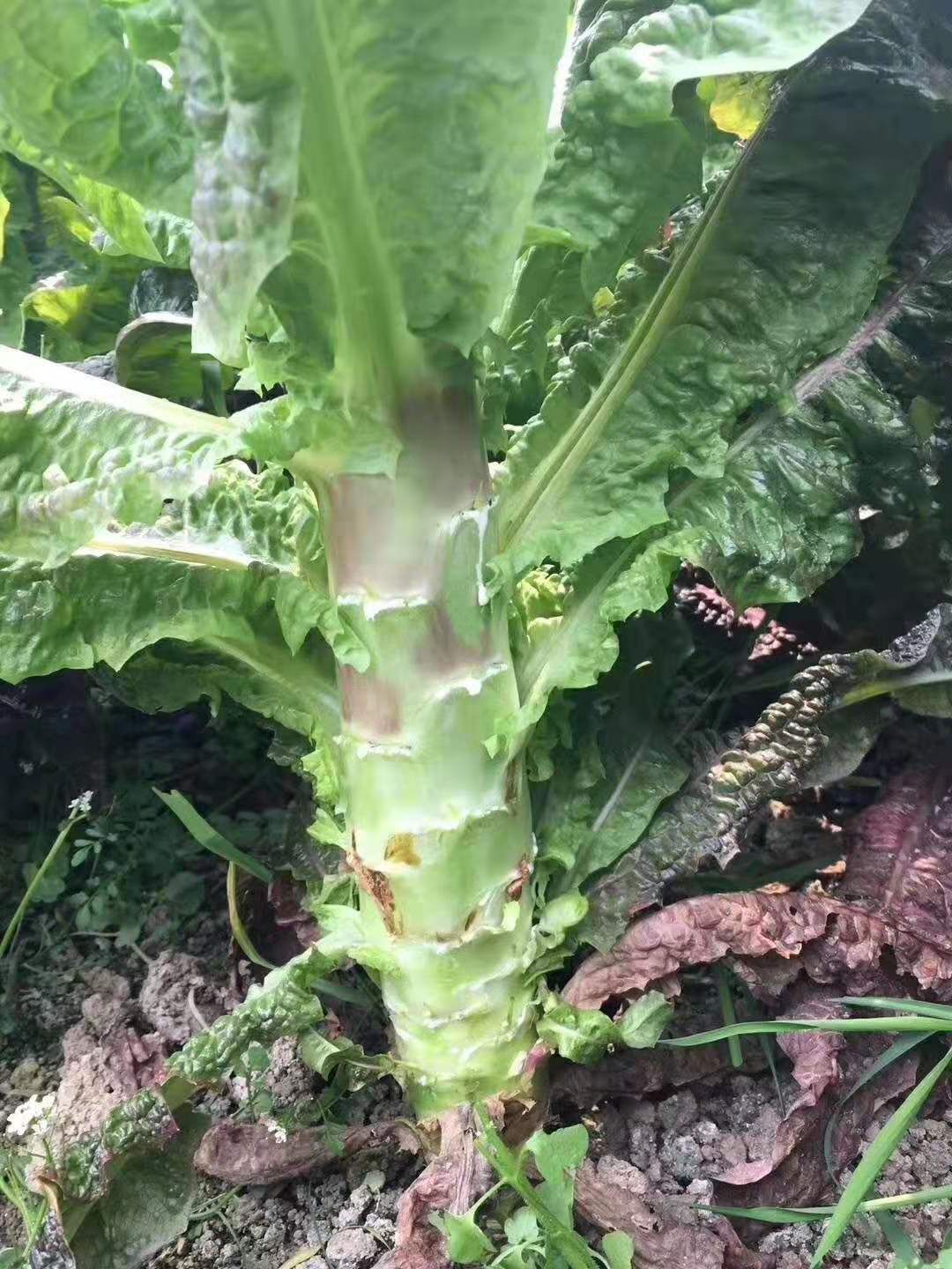 九州红霞红尖叶香莴笋种子紫皮绿肉清香味浓红莴笋种子单株约2斤