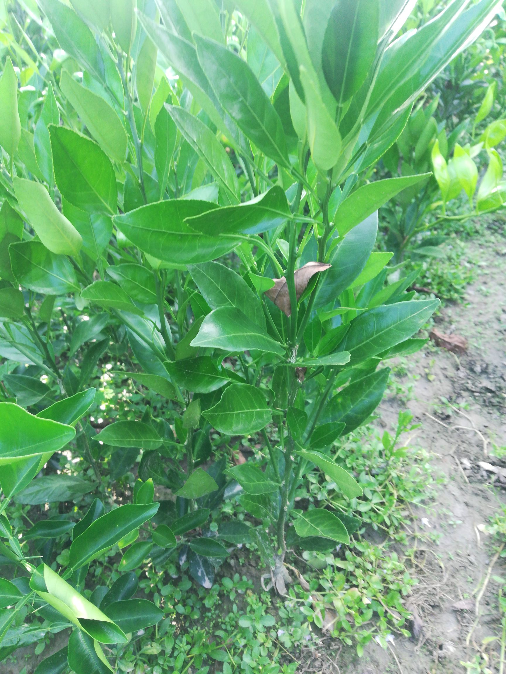 甘平柑橘苗 甘平苗