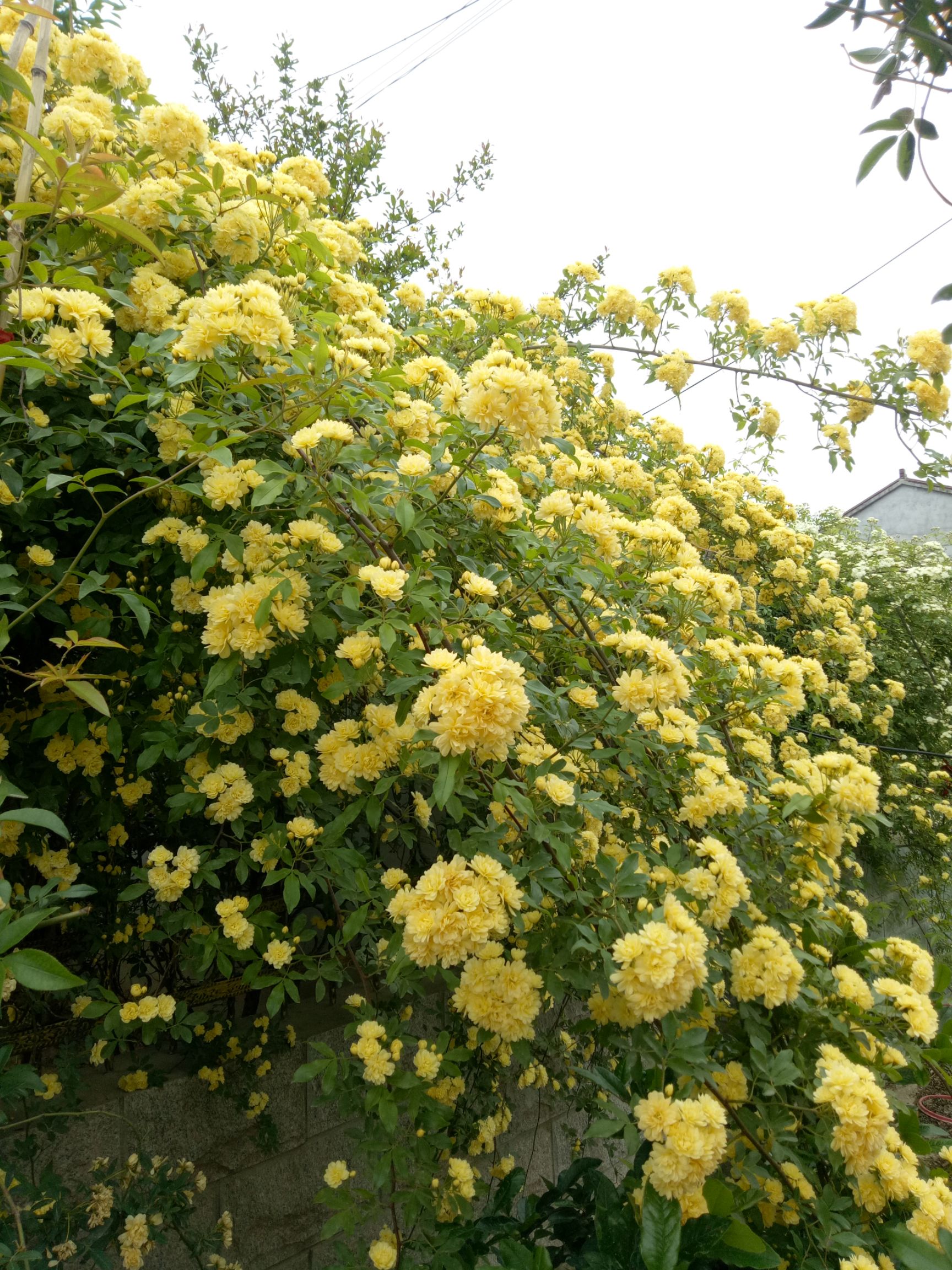 [木香花批发]木香花 苗七里香黄木香白红木香盆栽地