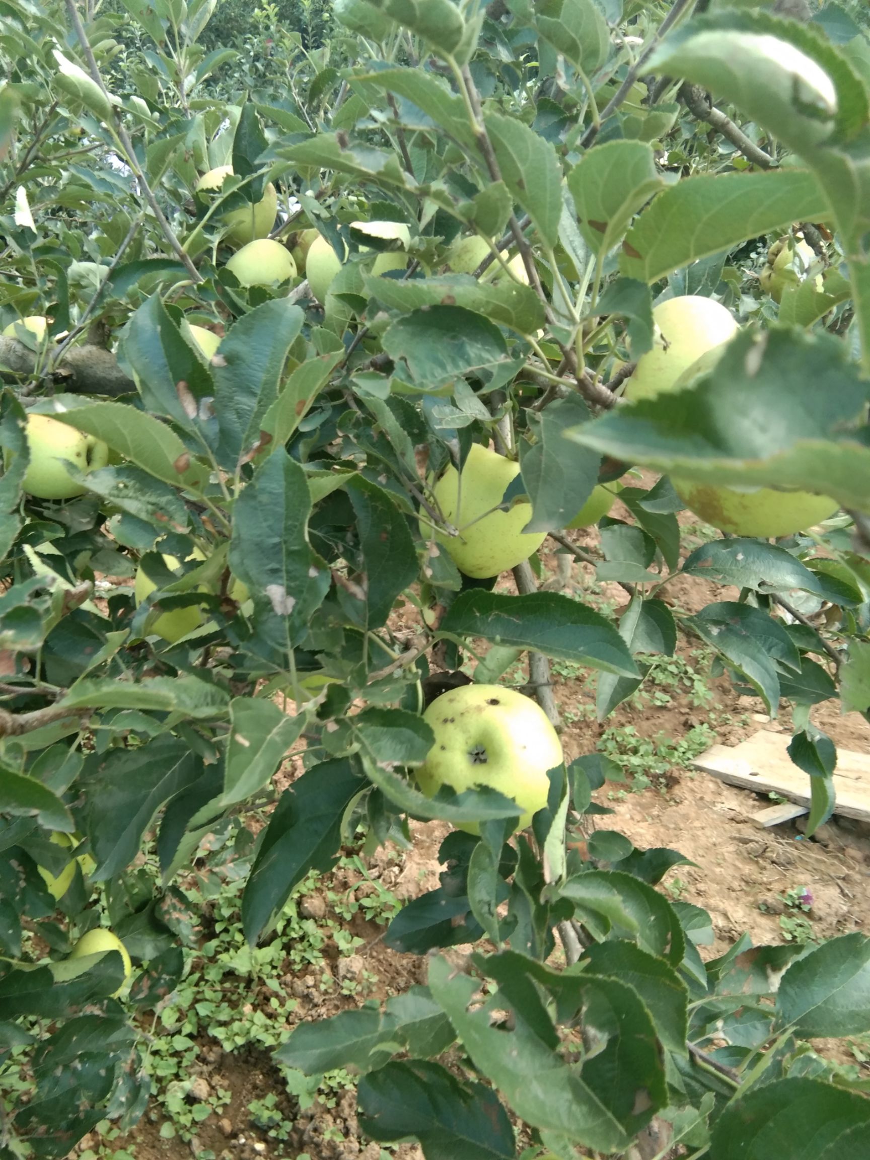 青苹果 70mm以上 翠绿 光果