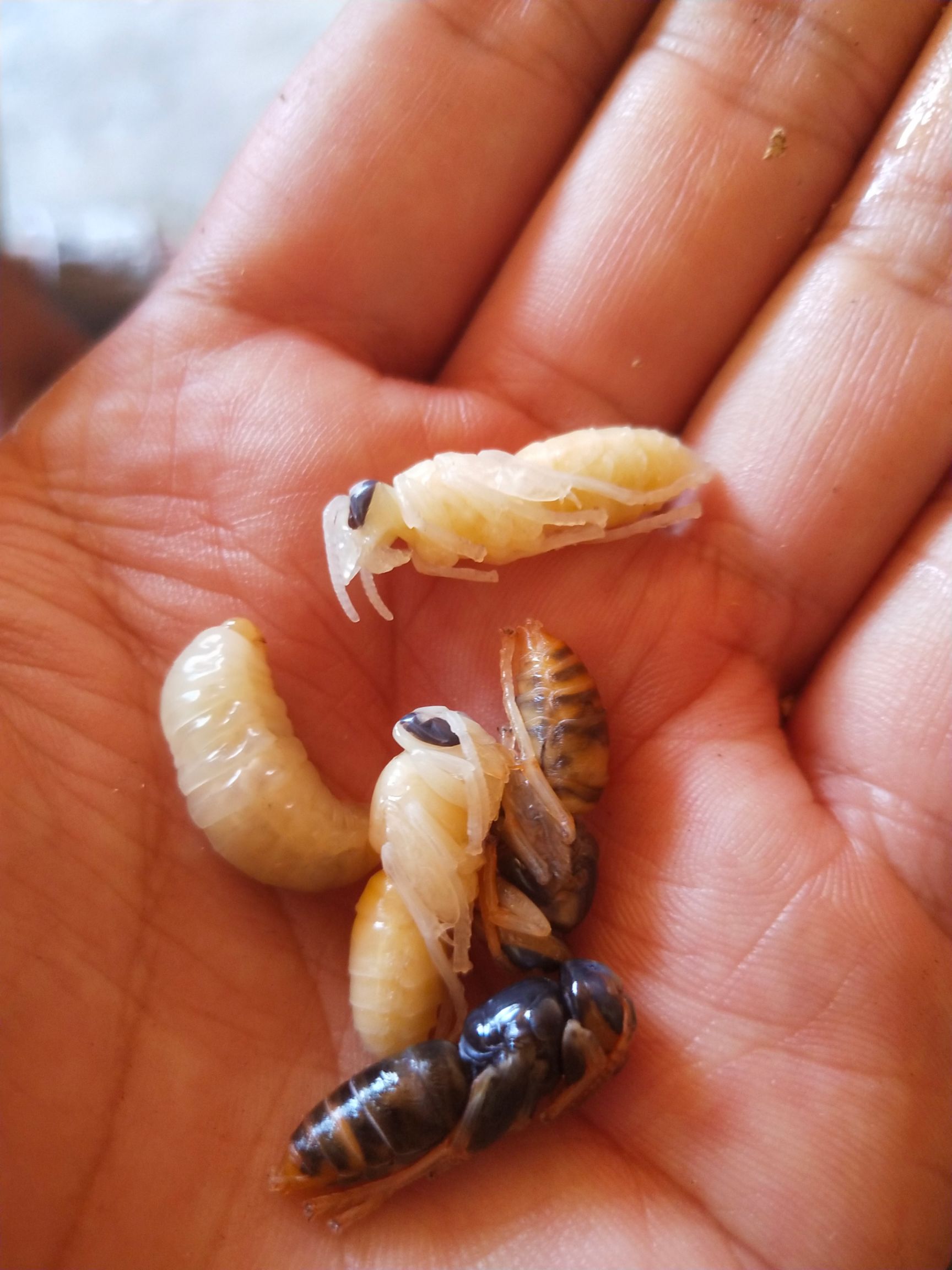 野生蜂蛹