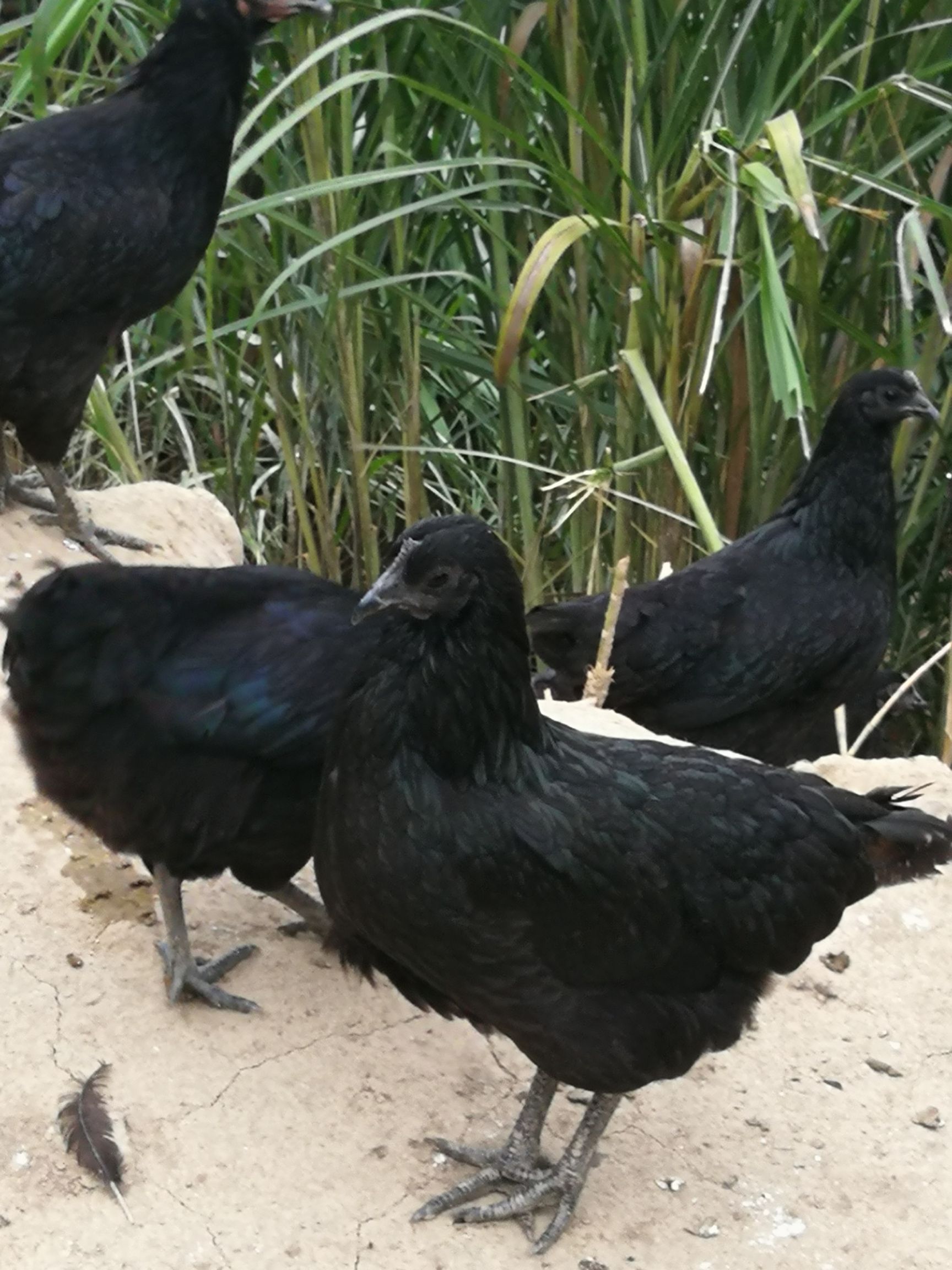 小脚土鸡小脚黑鸡黑土鸡山地跑山鸡批发供应疫苗全喂玉