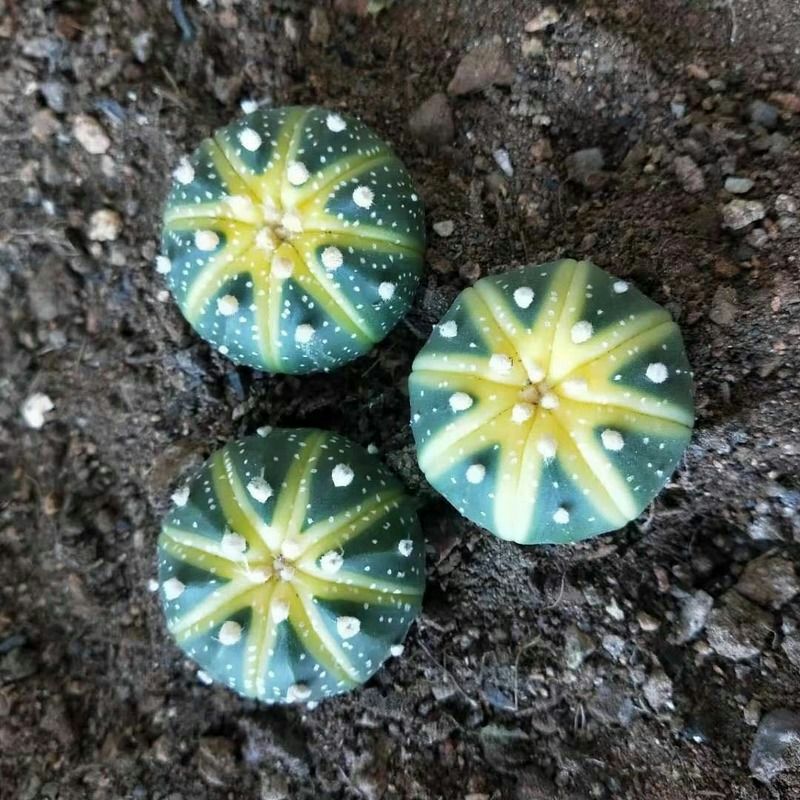 稀有西瓜球星兜仙人球金星兜多肉植物盆栽室内客厅直径2cm