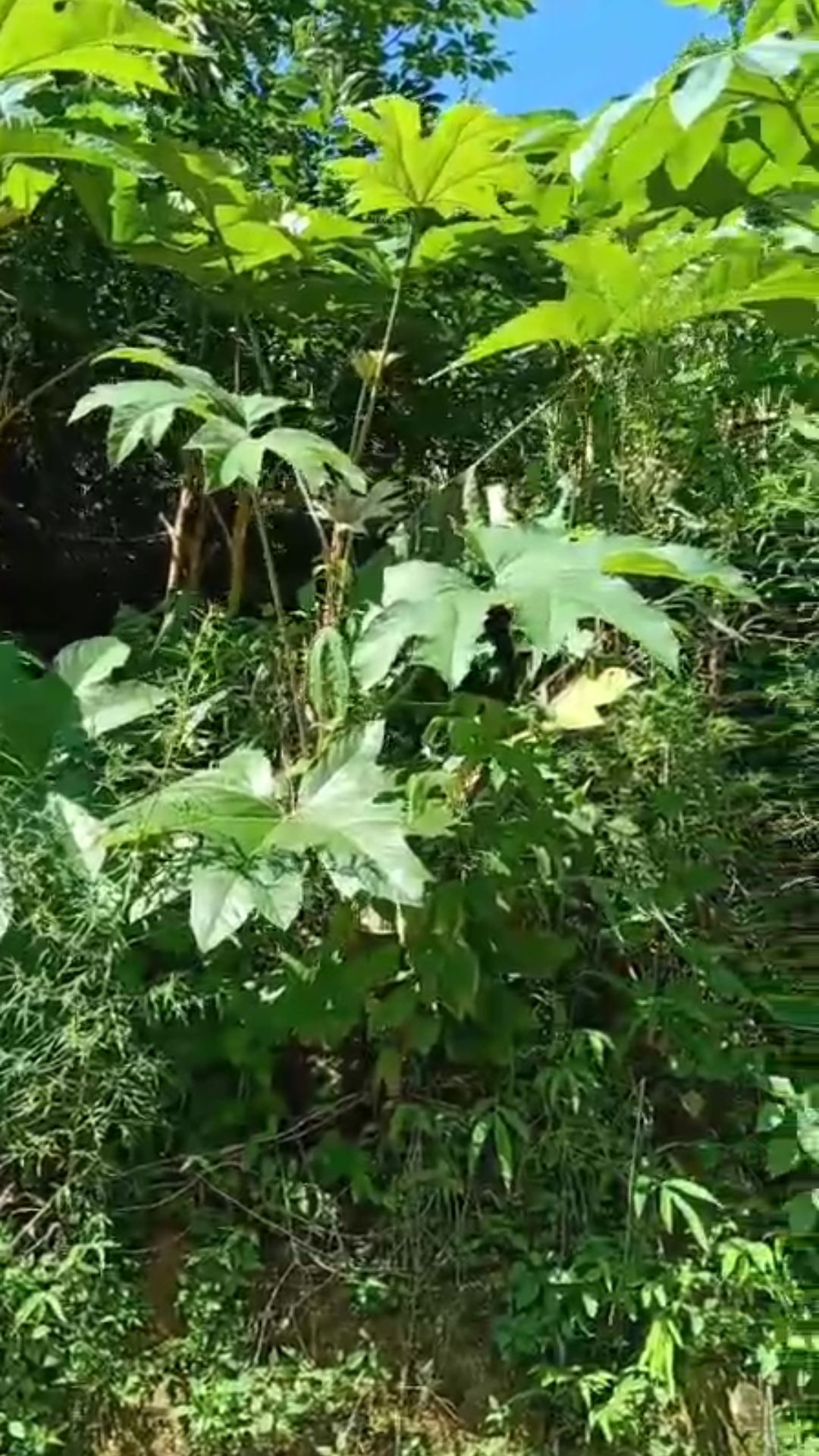 贵州黔西南种植的通草