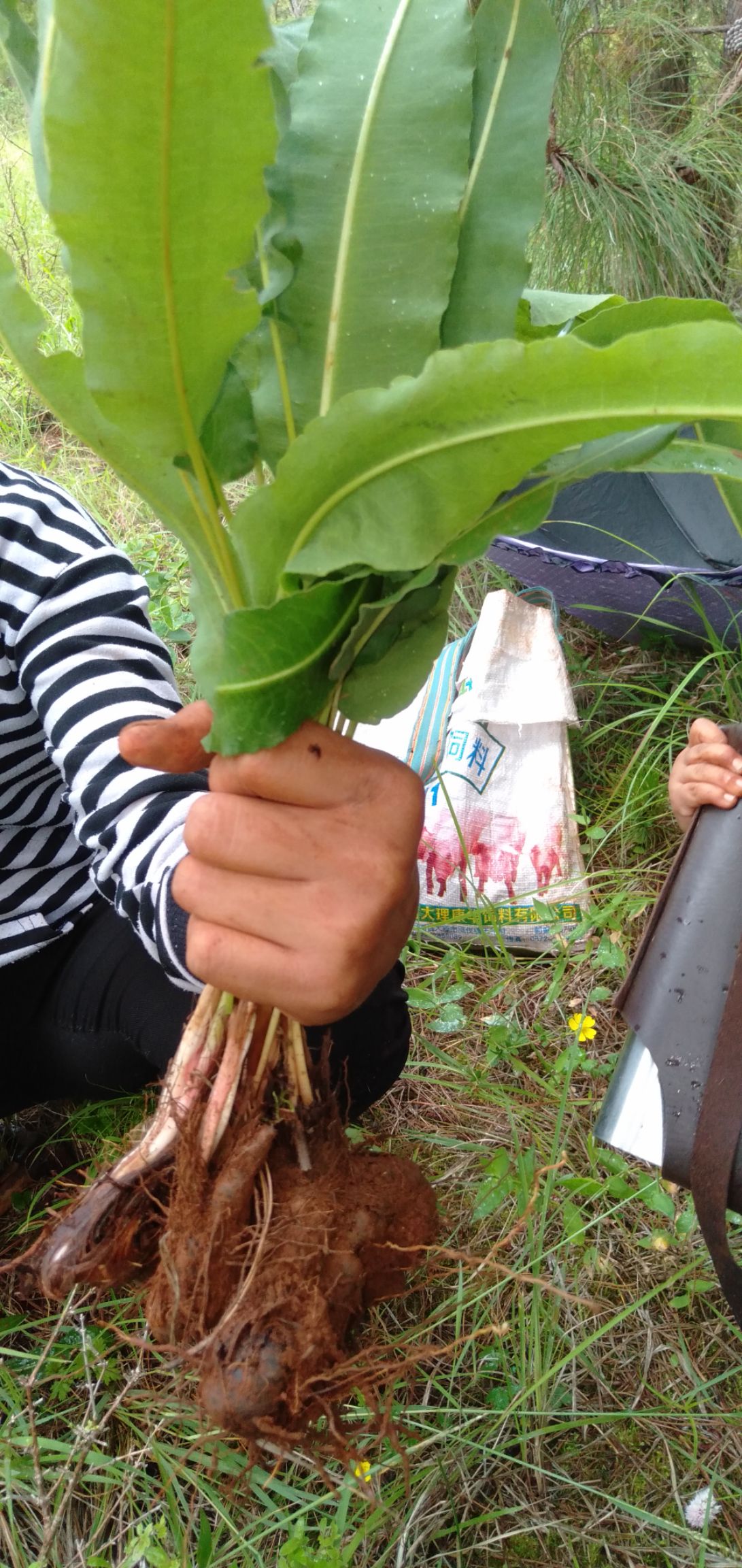 野生草血竭鲜货