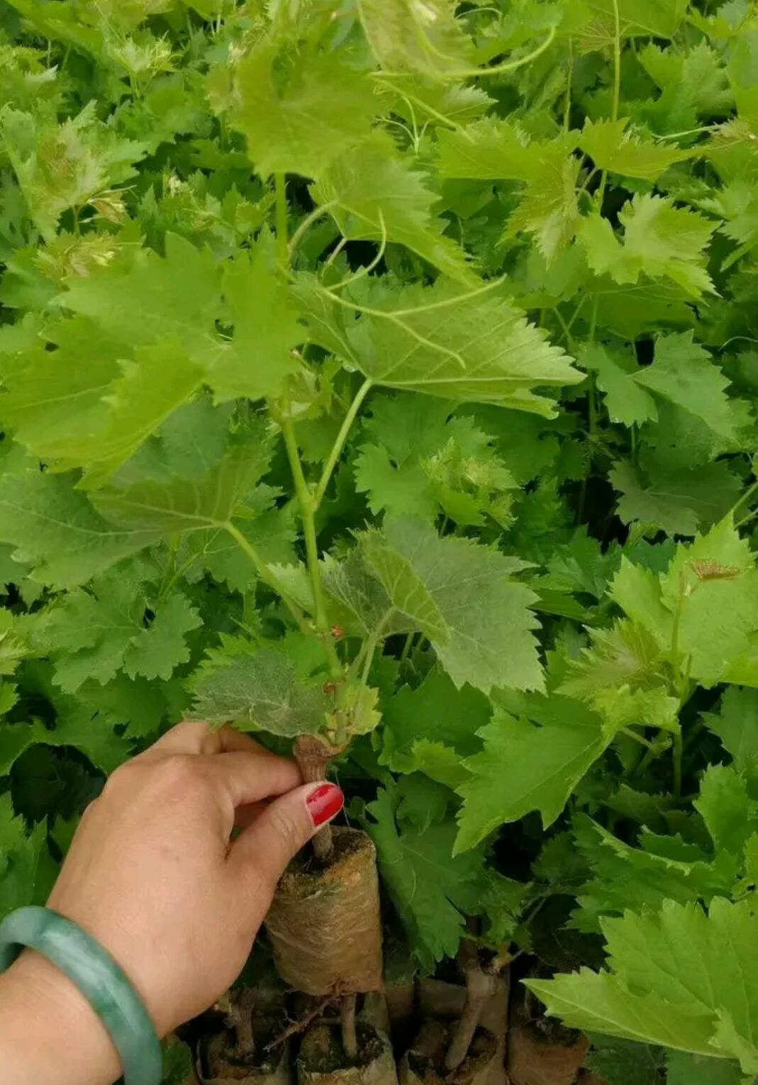 新品种葡萄苗 浪漫红颜葡萄苗 阳光玫瑰搭配品种嫁接葡萄苗