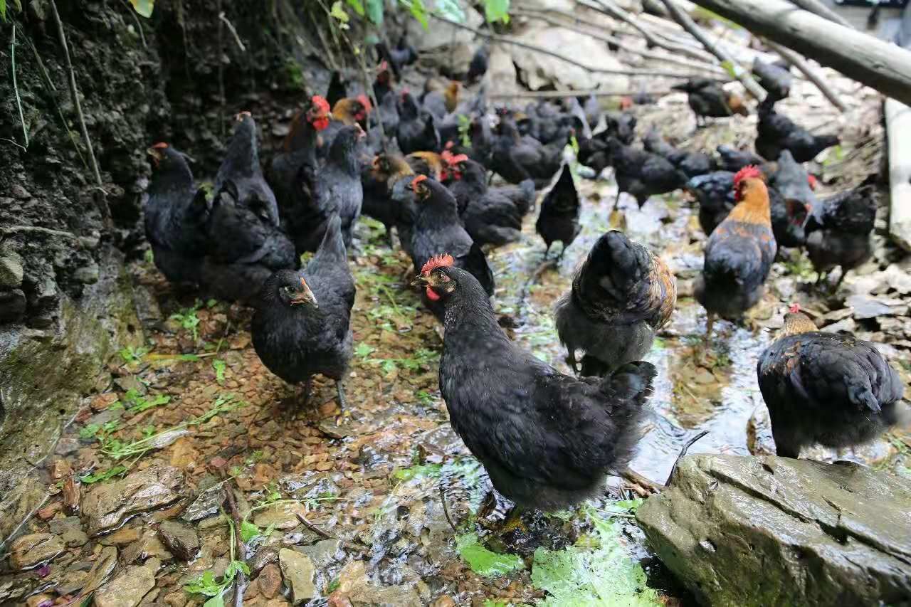 大自然纯土鸡8个多月得大山里面跑的