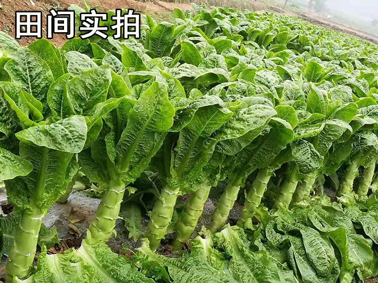 绵州长青香莴笋种子 青皮青肉圆叶 高产抗病 耐寒单株约2斤