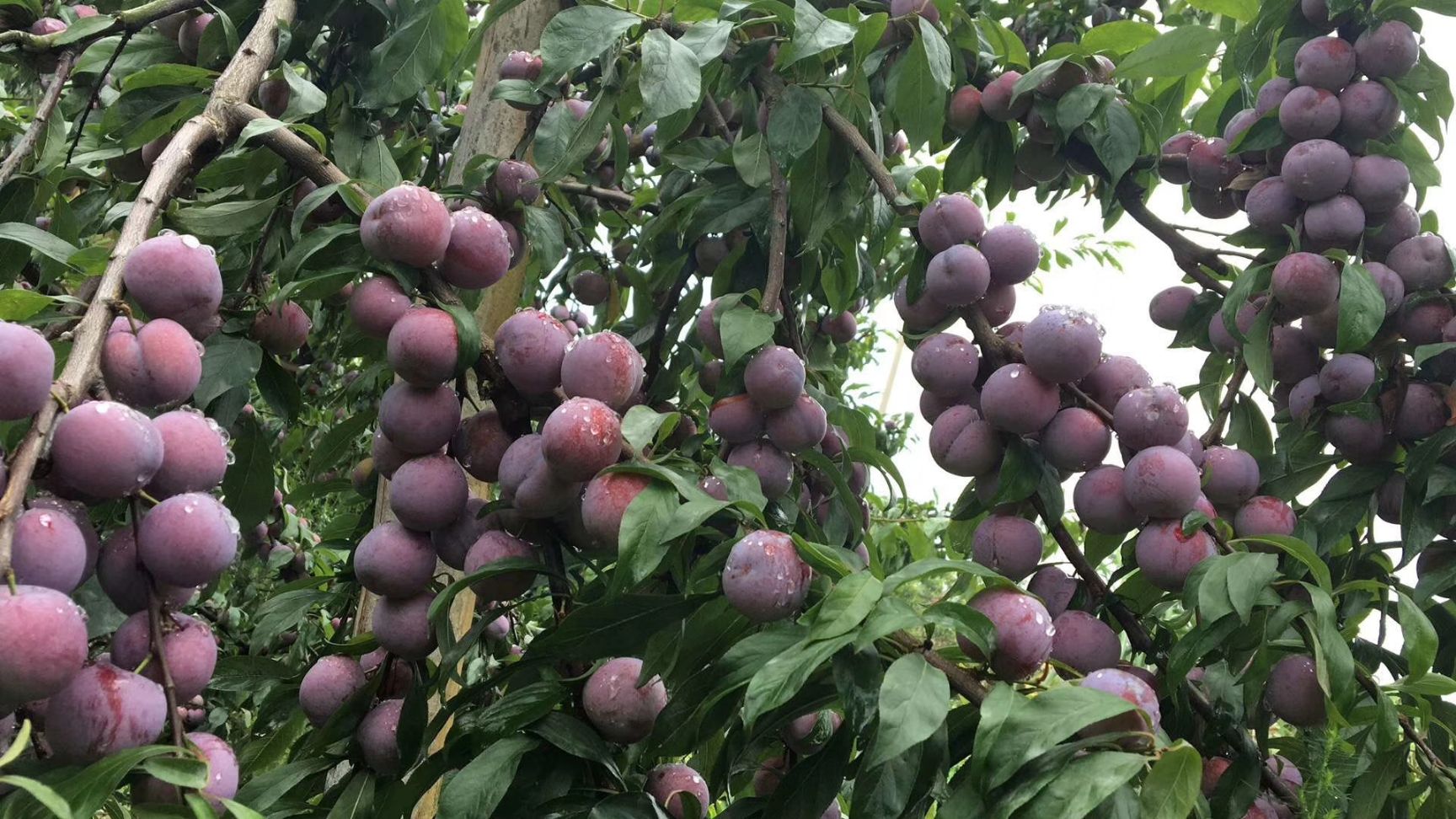 农产品批发供应商刘晓蓉 - 惠农网电脑版