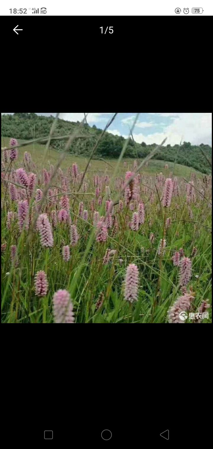 野生草血竭鲜货