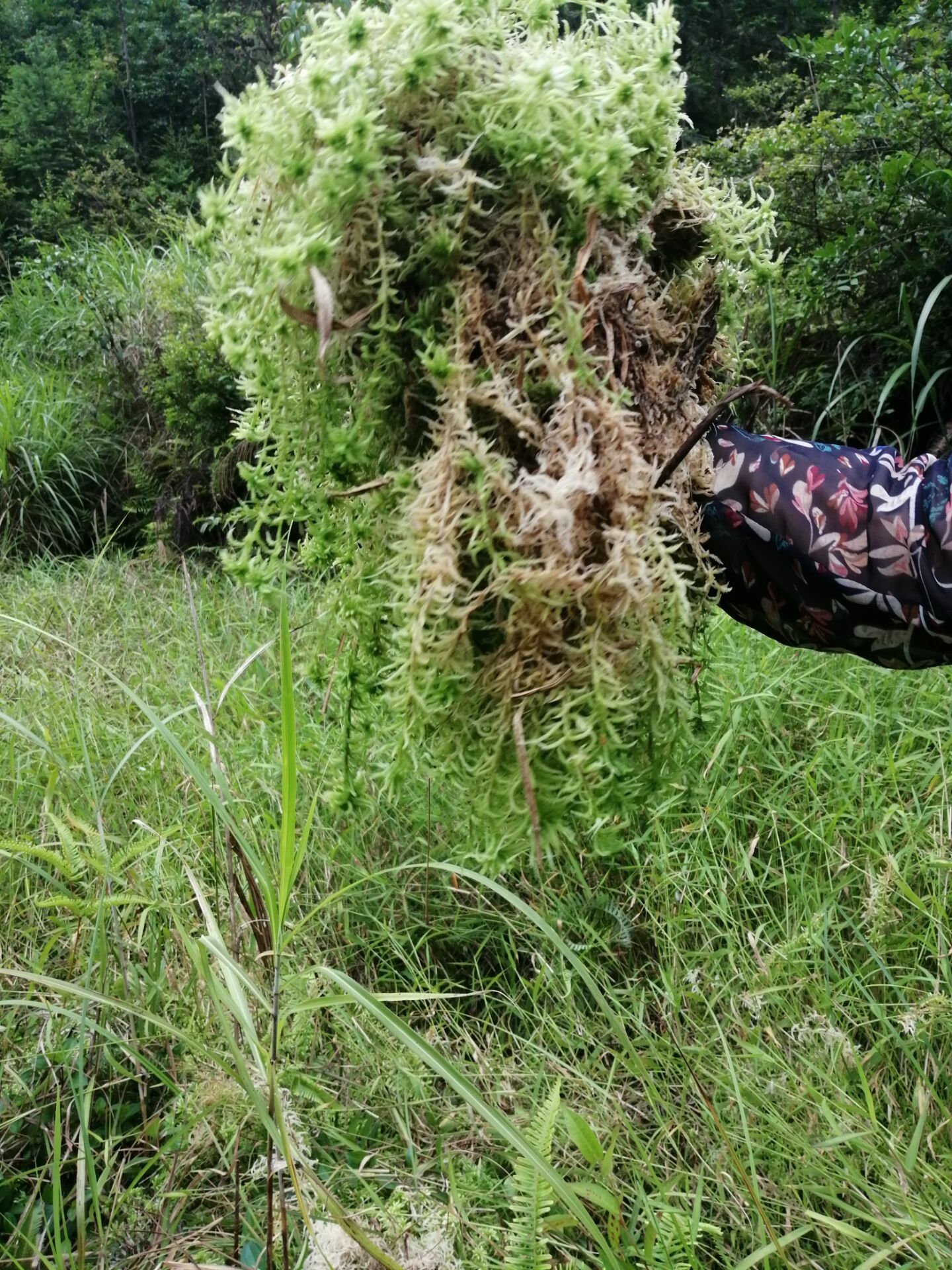 水苔苔藓 贵州野生水苔(水草),基地规模5000亩,长年有货.