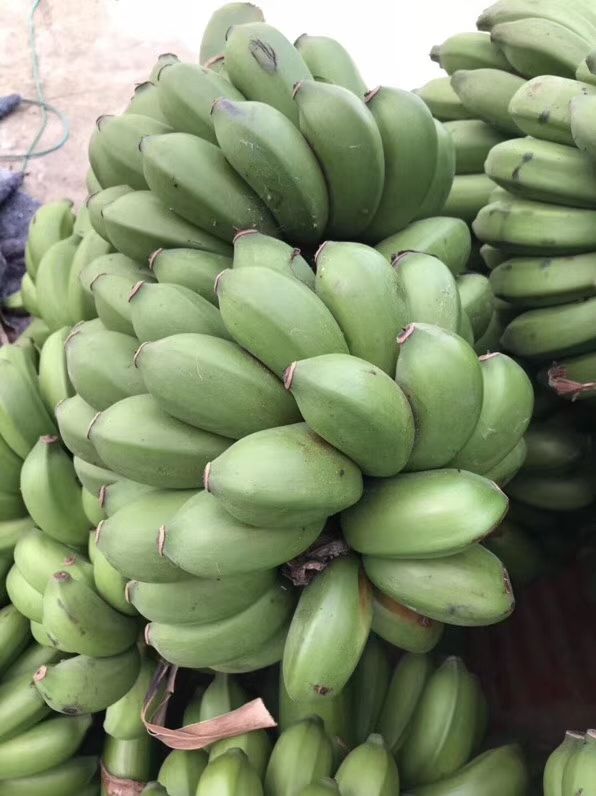 供应精品香蕉小米蕉酸甜软糯批发大量
