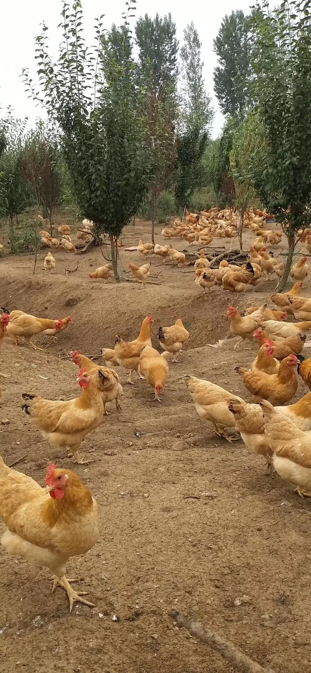 高产绿壳粉壳蛋鸡苗
