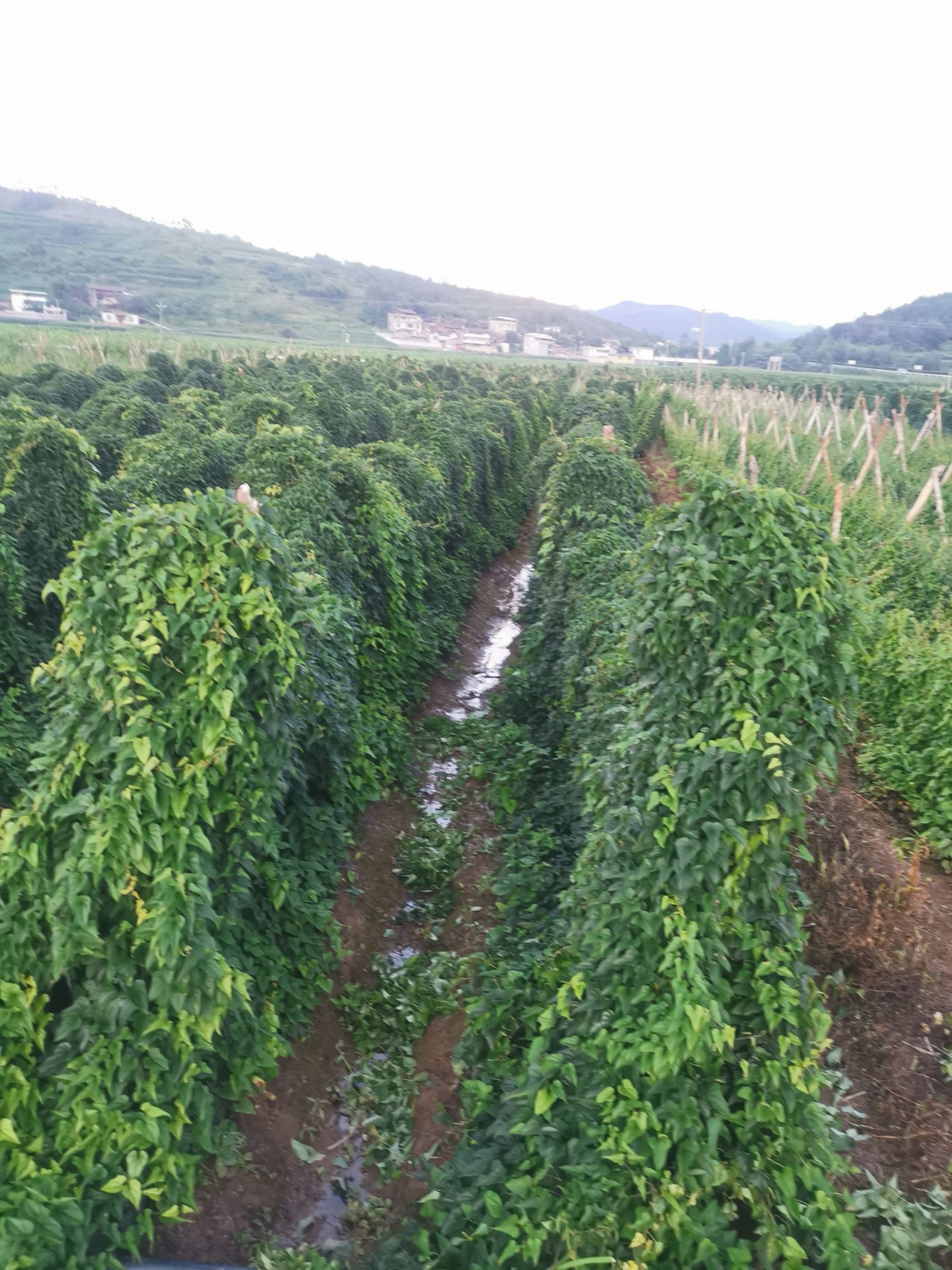 牛尾巴山药豆苗.山药苗.