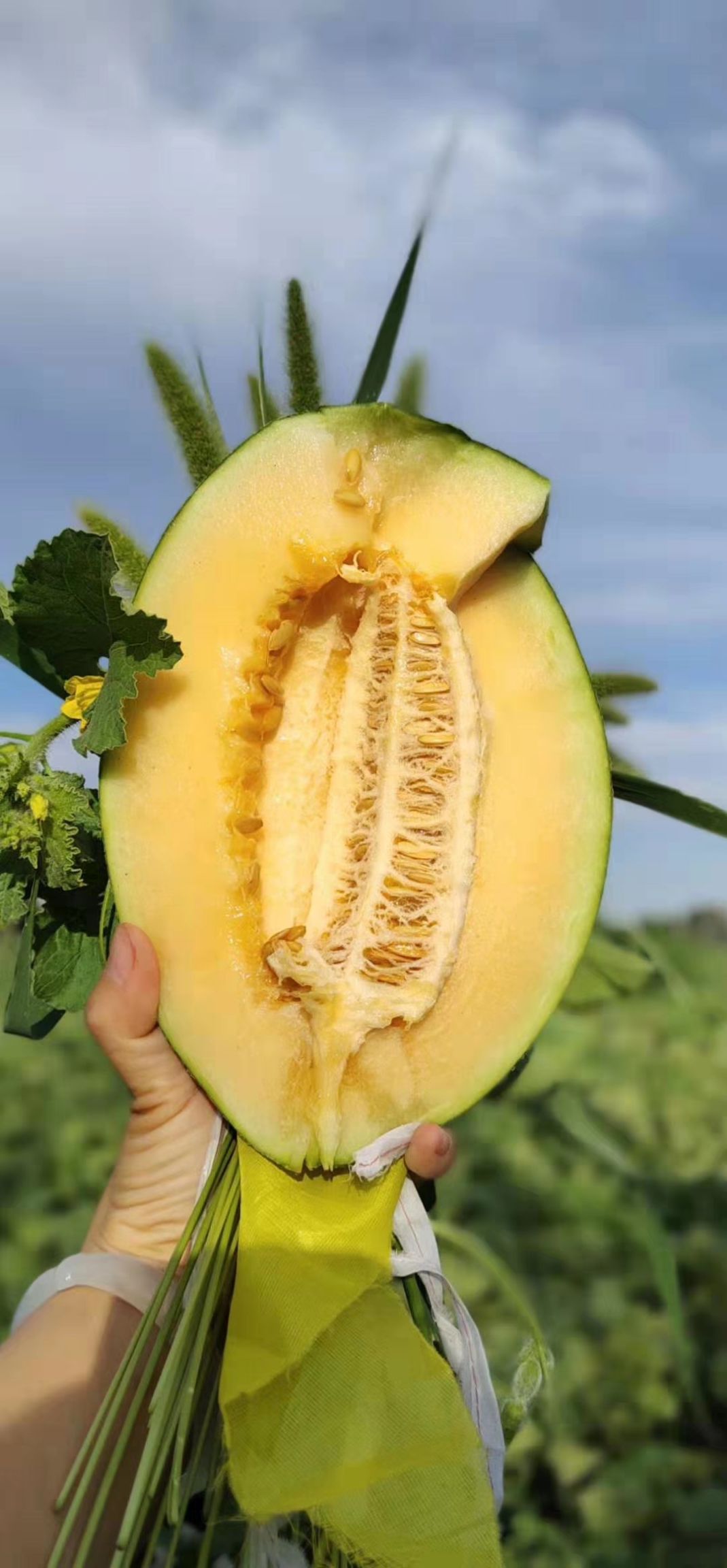 农产品批发供应商臧韩韩 - 惠农网电脑版