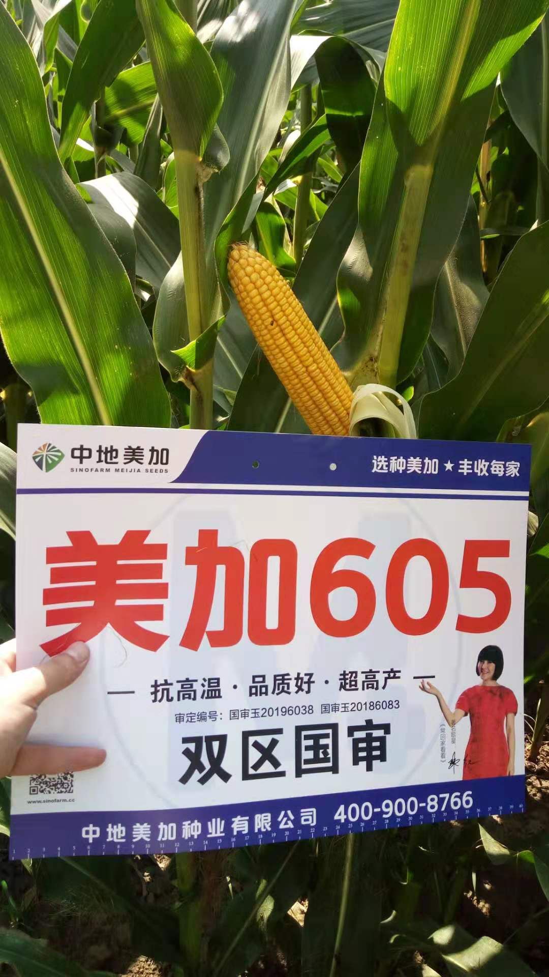 美加605玉米种子 玉米高产王