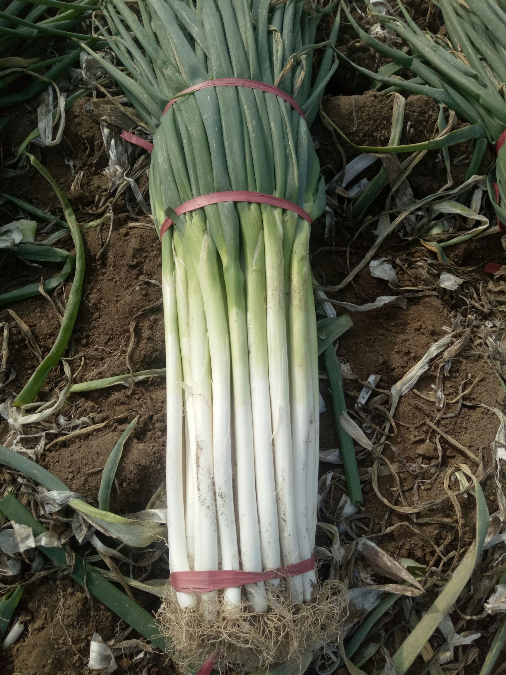 河北万亩种植大葱基地,成立专业合作社,产地直销