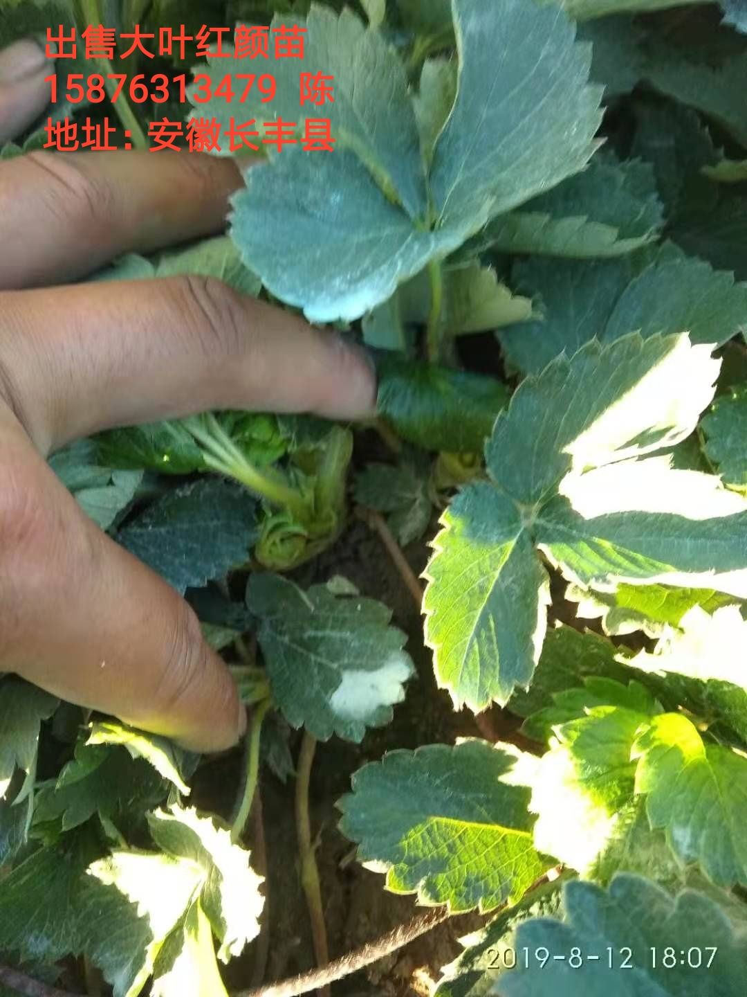 出售大叶红颜草莓苗,免费提供种植技术,可现场看苗.