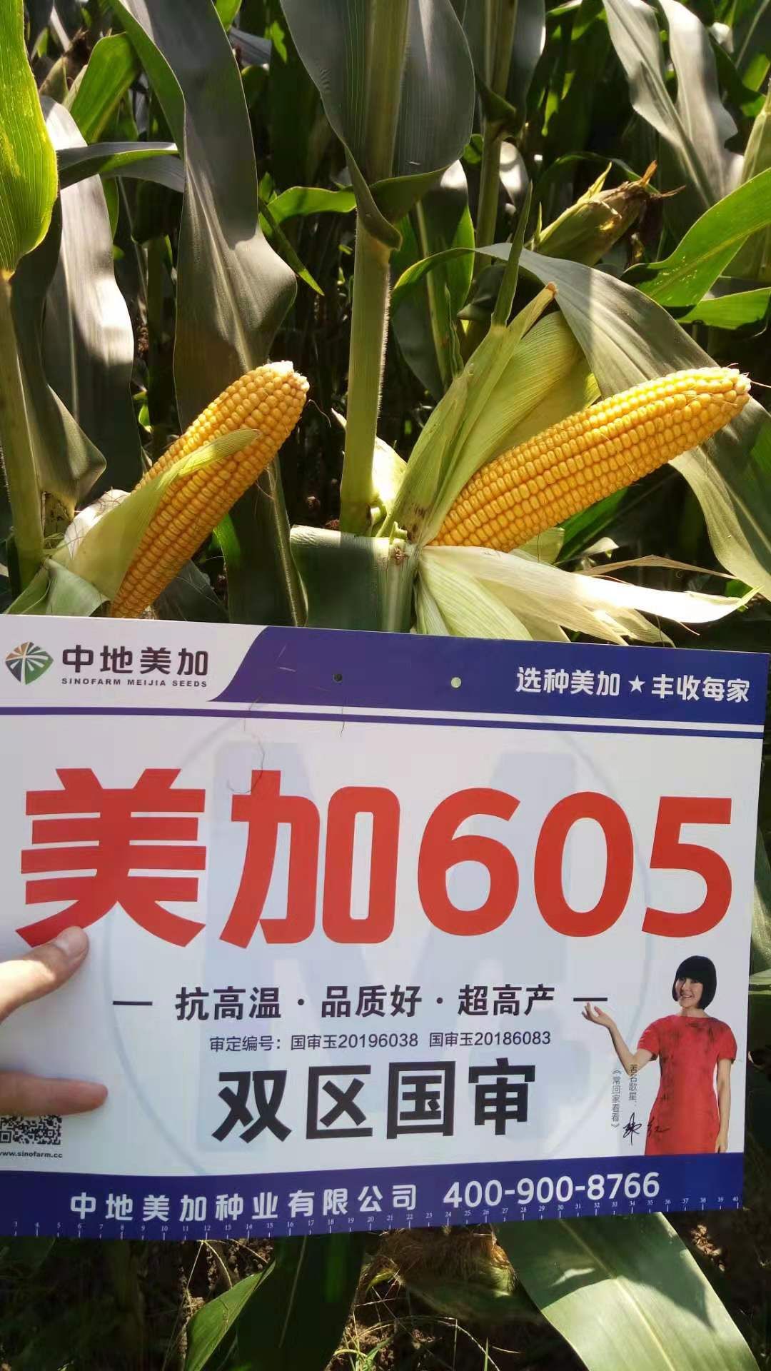 美加605玉米种子 玉米高产王