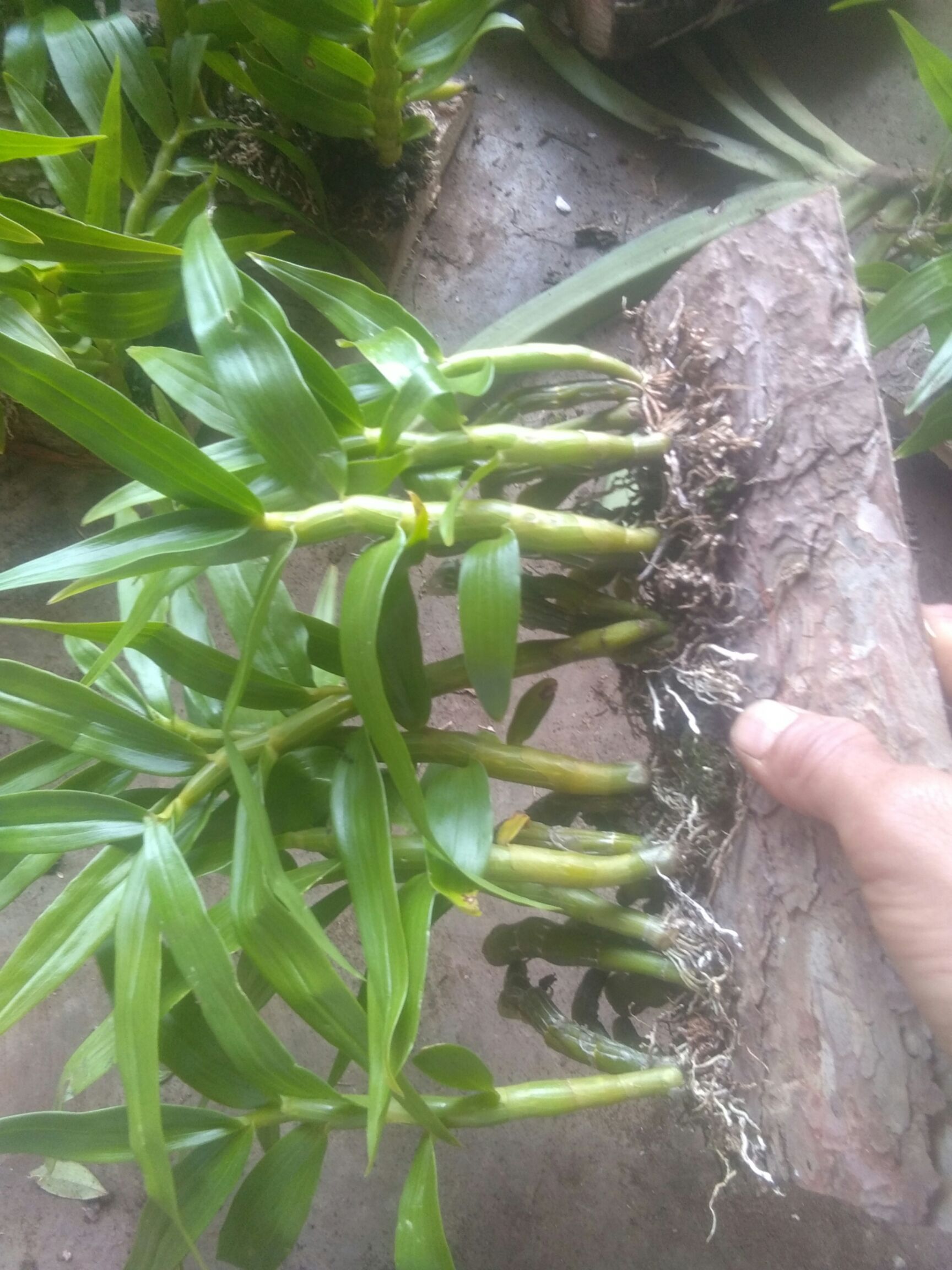 [玫瑰石斛盆栽]大量上市,货源充足,欢迎大家前来选购!