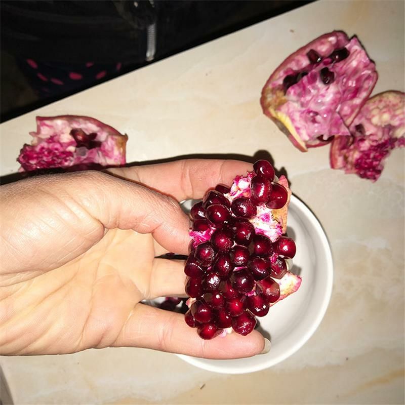 墨石榴苗 黑石榴苗 紫玉石榴苗