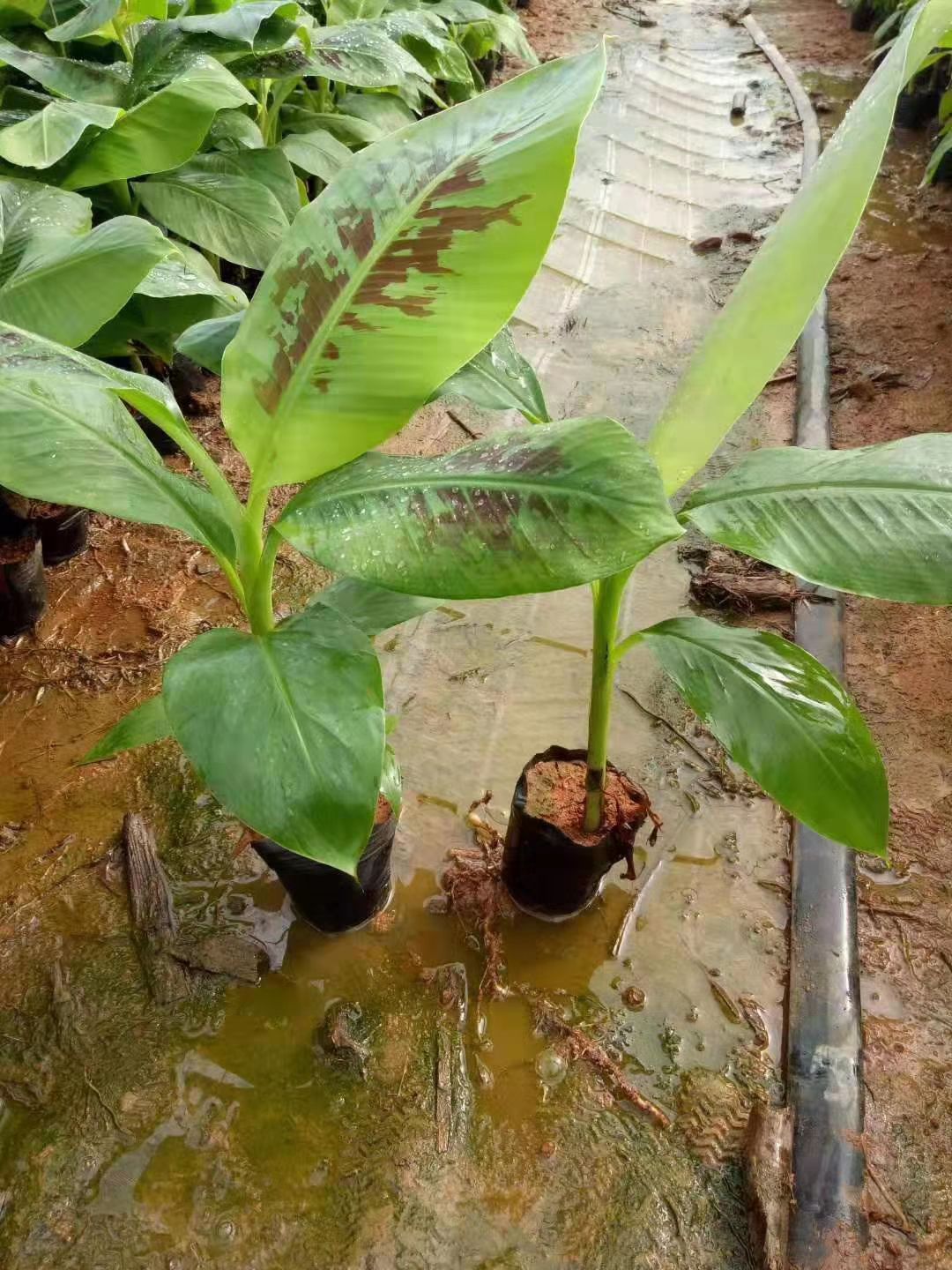 巴西香蕉苗 蕉苗…种植和管理…投入农家肥,洒洒杀菌剂…虫药敌力脱