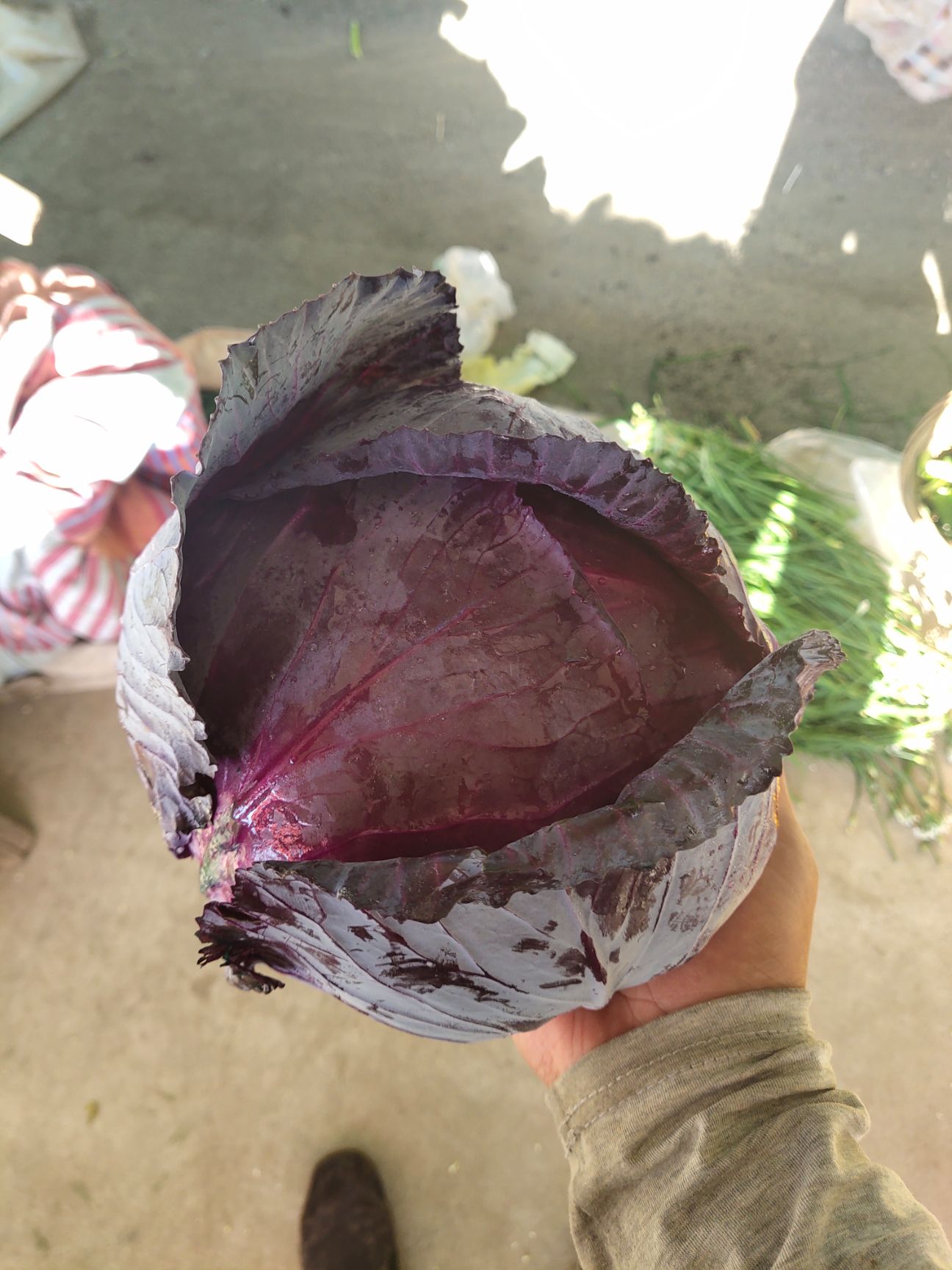 联系商家 商家还在供应 包菜产地行情 搜索 紫