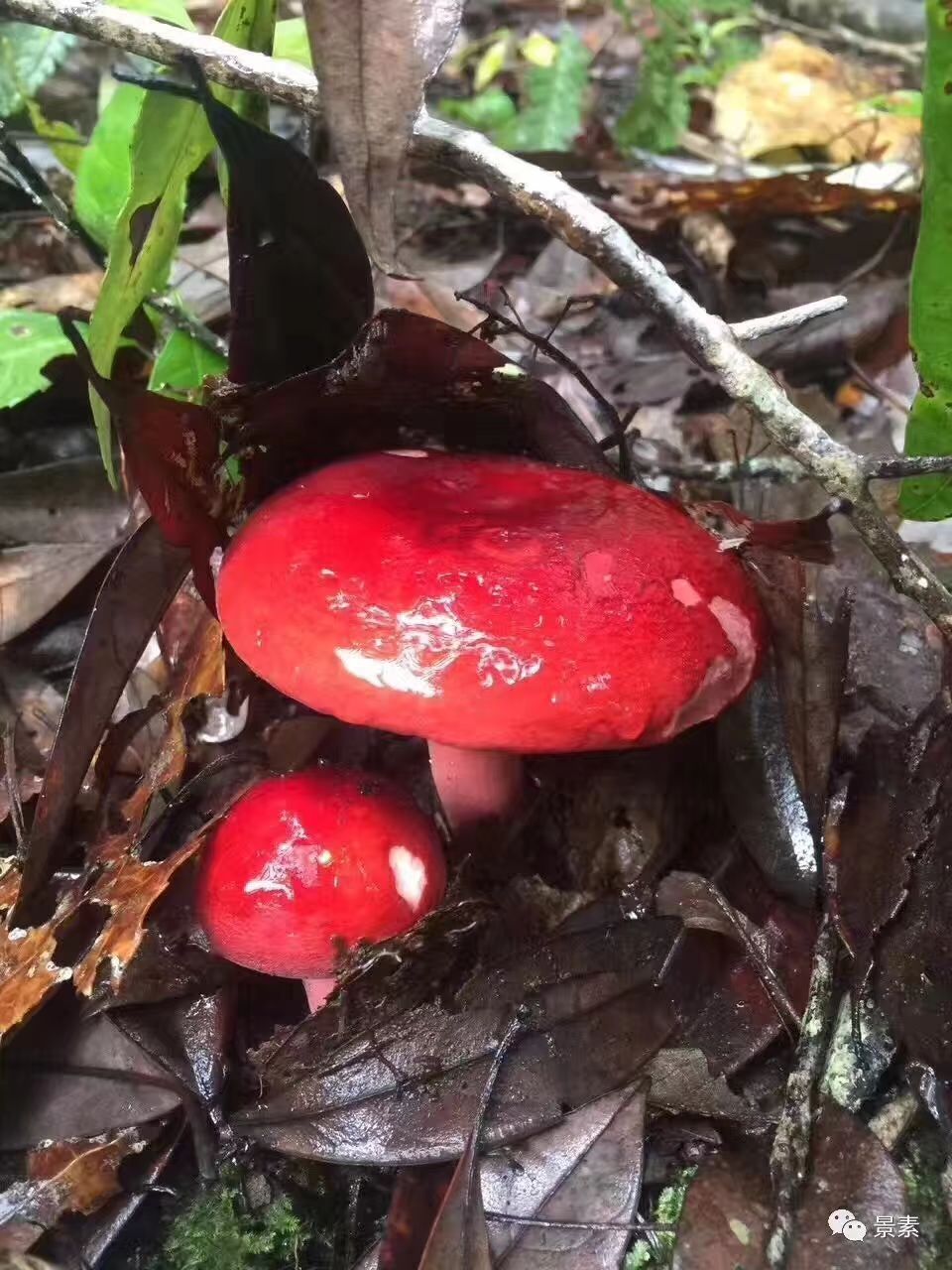 大红菌 云南野生红菇