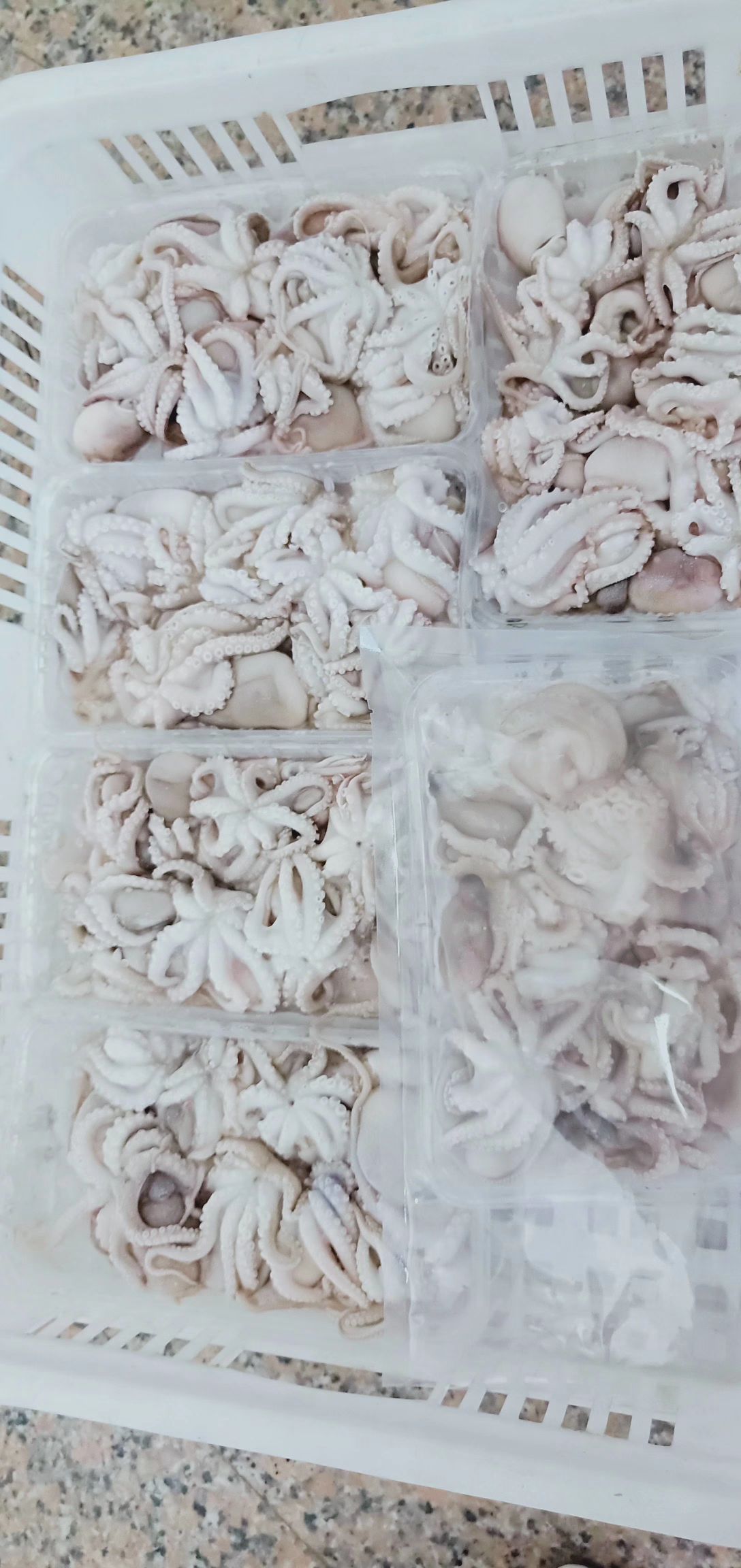 [章鱼批发] 八爪鱼-迷你小章鱼价格23元\/斤 30斤起批