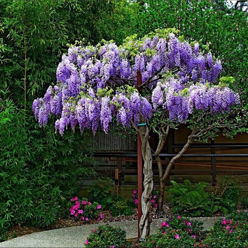 紫罗兰,紫藤苗,品种多,大苗可当年开花,小苗要二年开花.