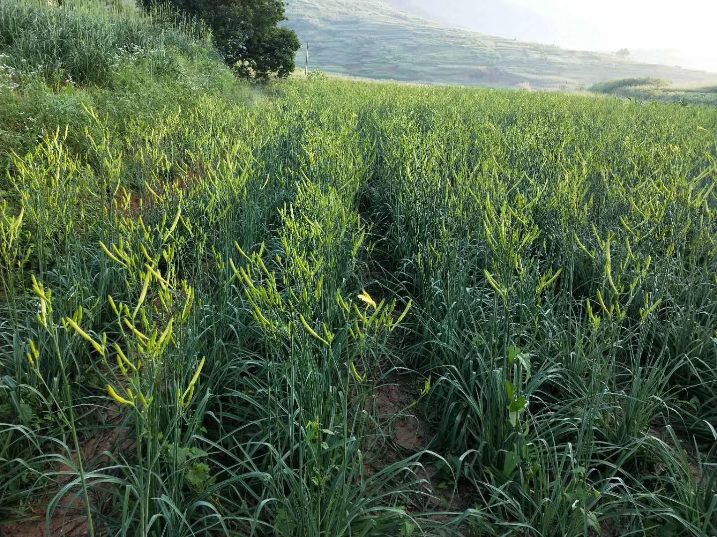 黄花菜苗 黄花菜种苗,黄花菜种苗批发