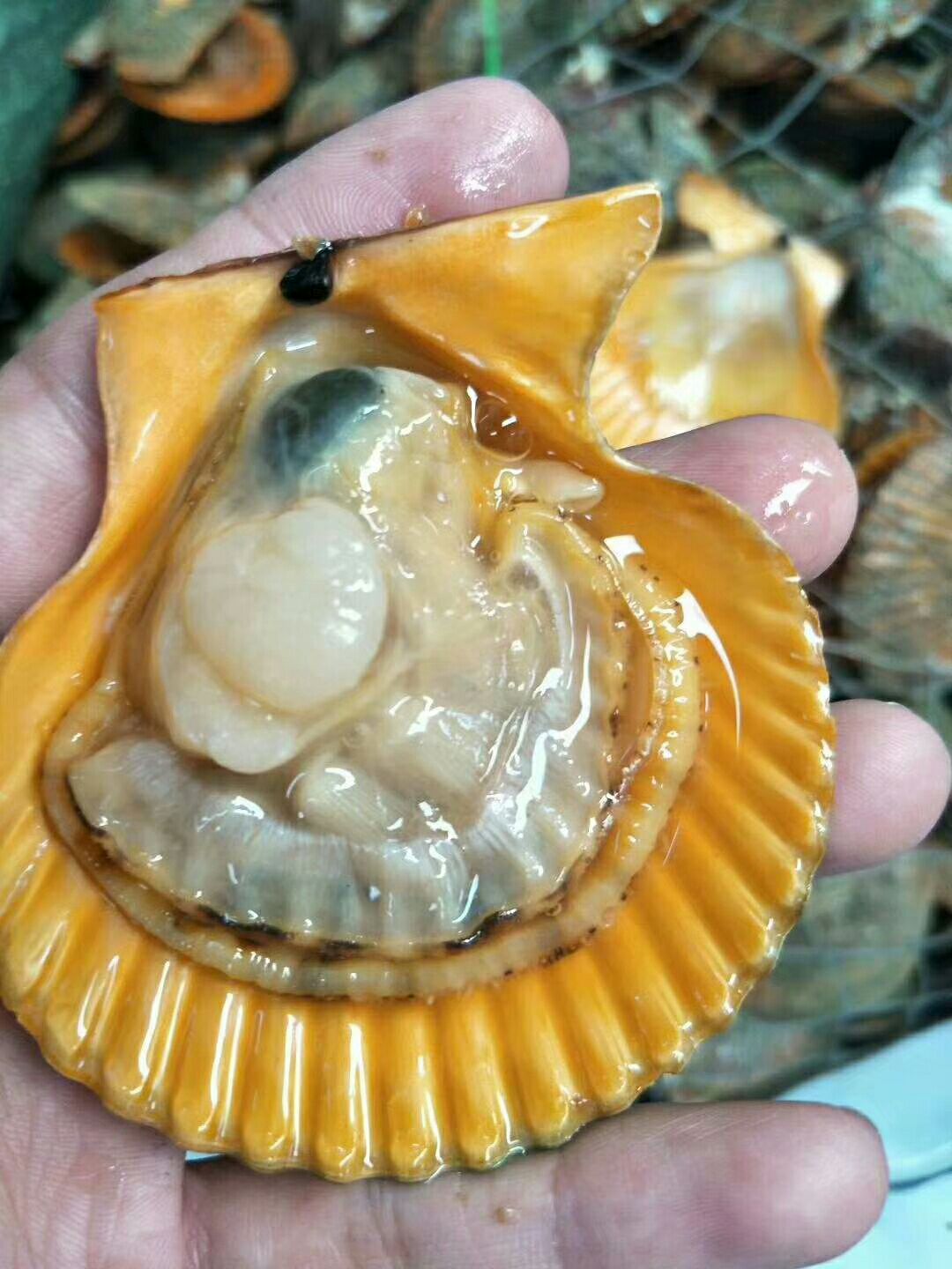 深海海鲜广东扇贝鲜活贝蒜蓉粉丝青蒸黄金贝
