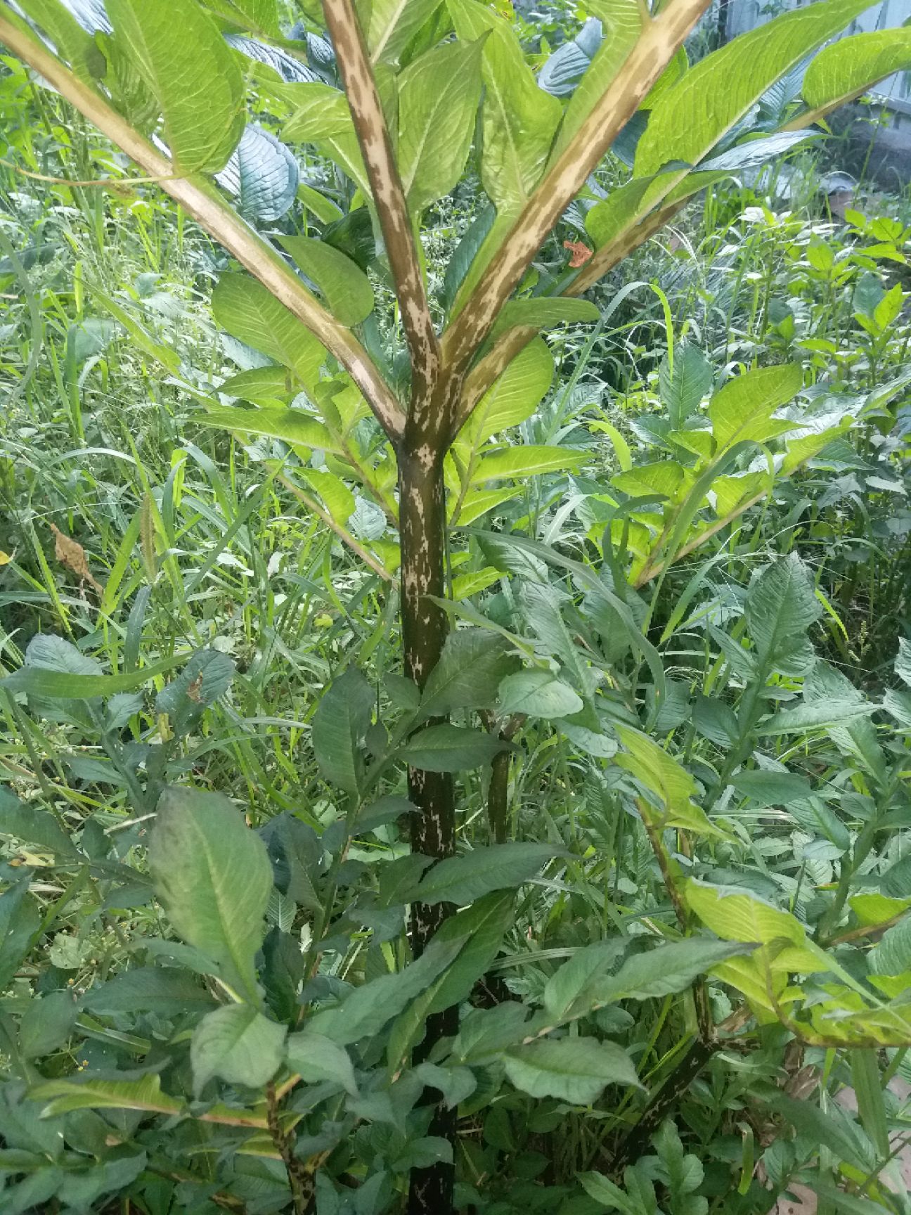 白魔芋