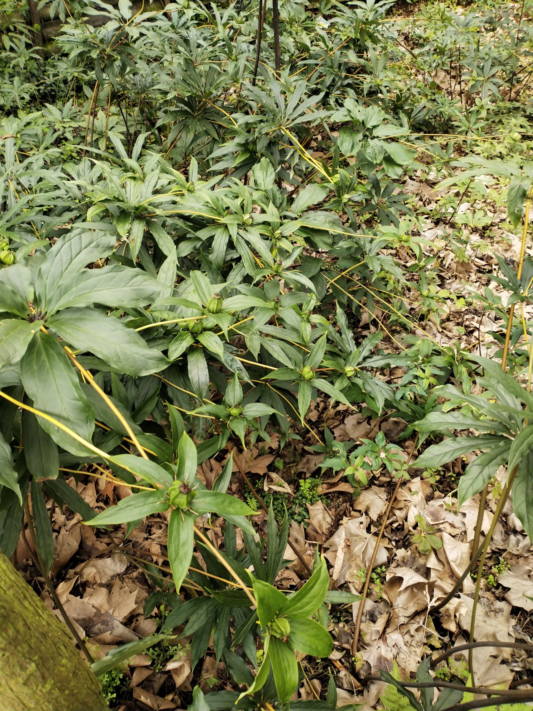 滇重楼多芽重楼种子,七叶一枝花种子