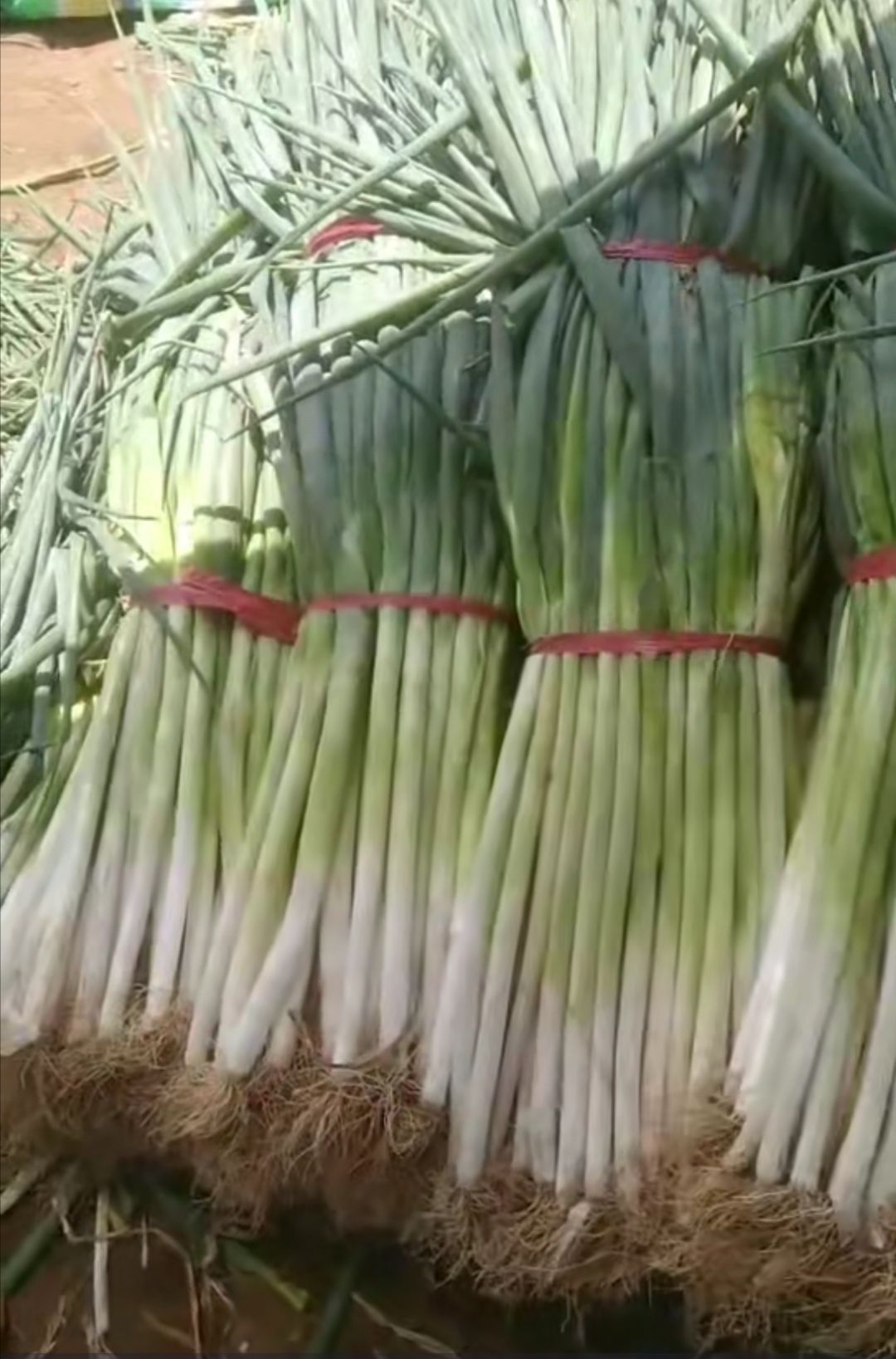 陕西大荔沙地高白大葱