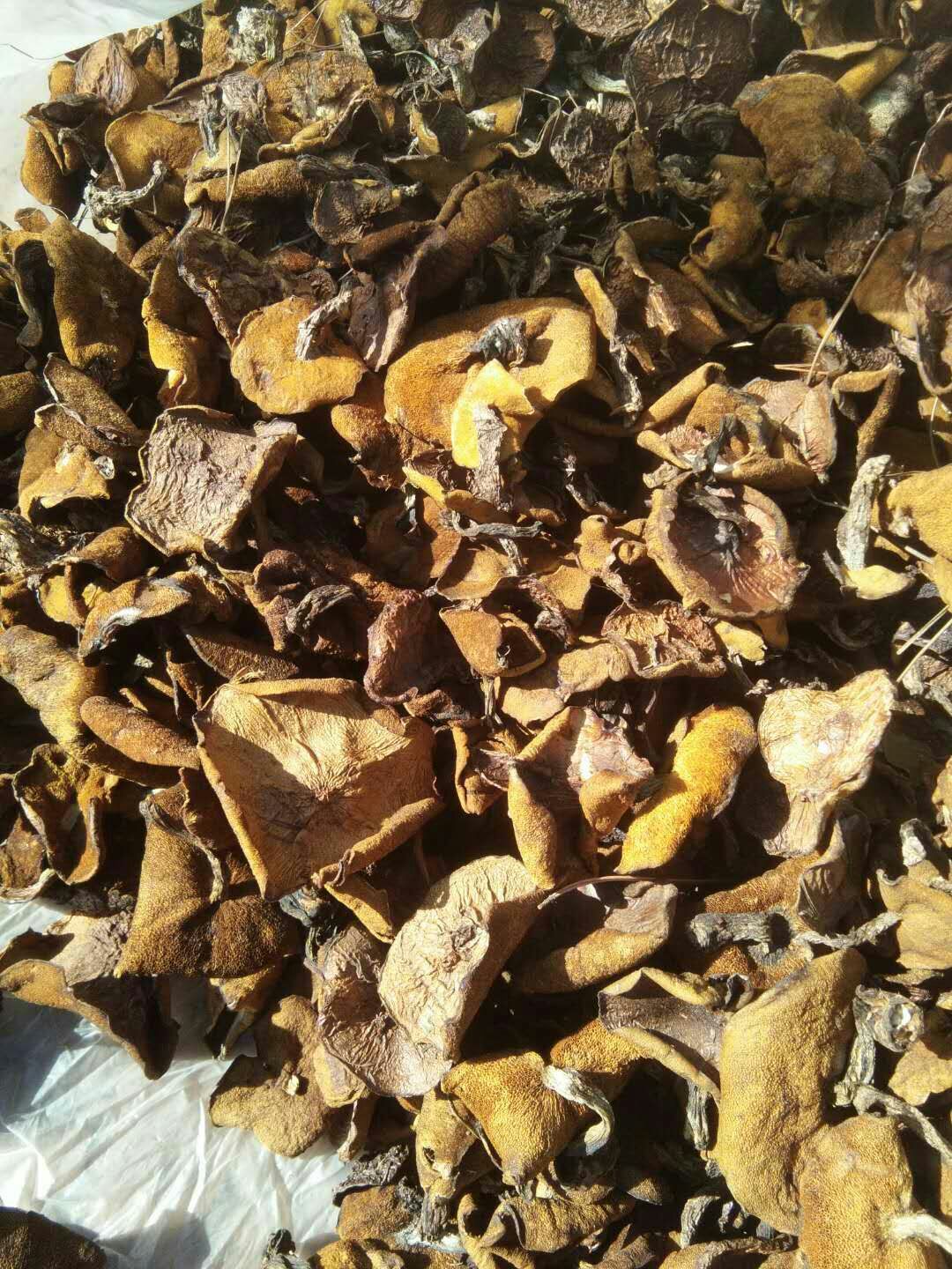 松蘑 纯野生,绿色无污染,产区一手货,质量第一,诚信经营,互利双赢