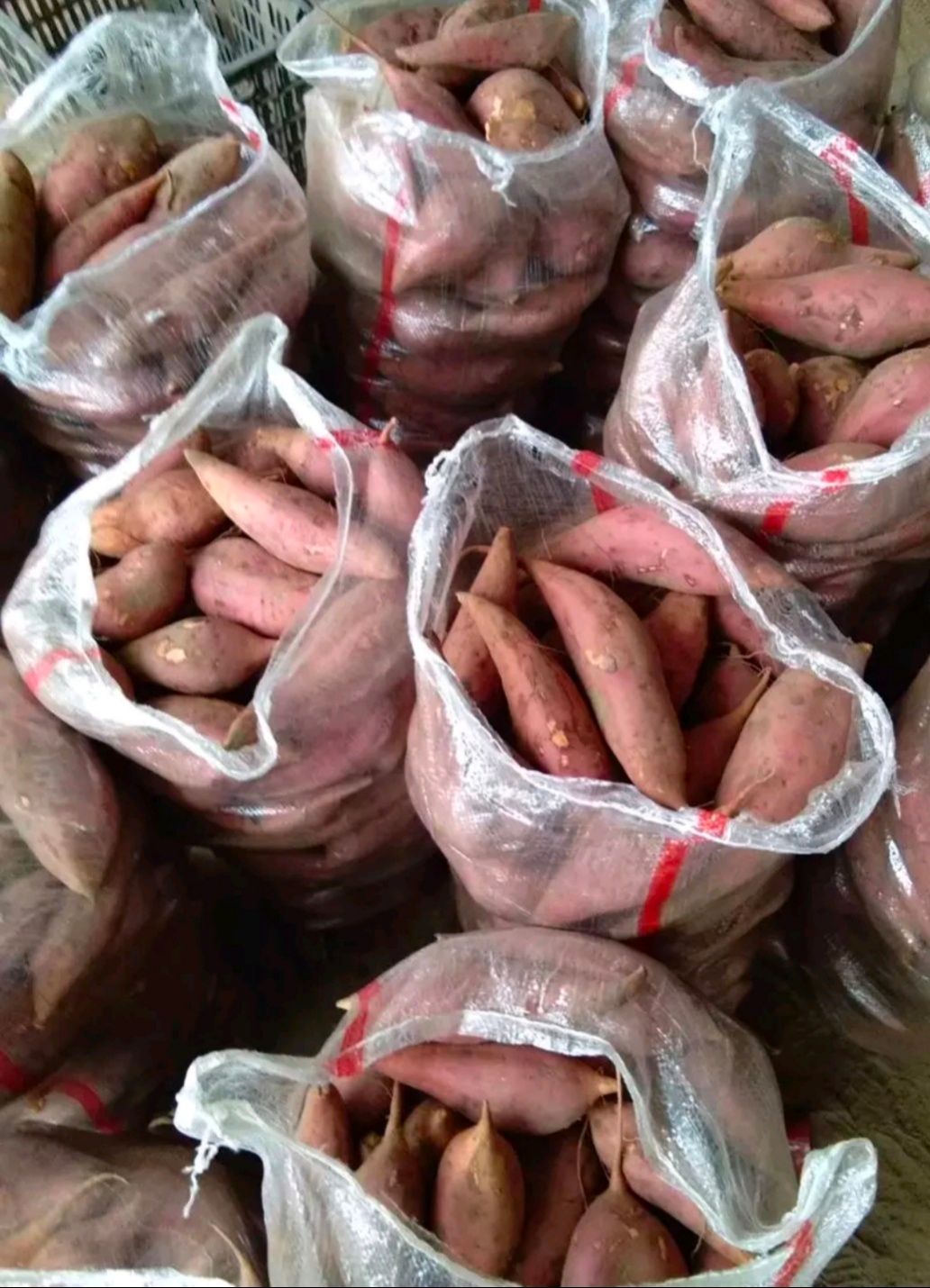 [沙地红薯批发] 红薯 西瓜红密薯 番薯 地瓜 电商供应 支持一件代发