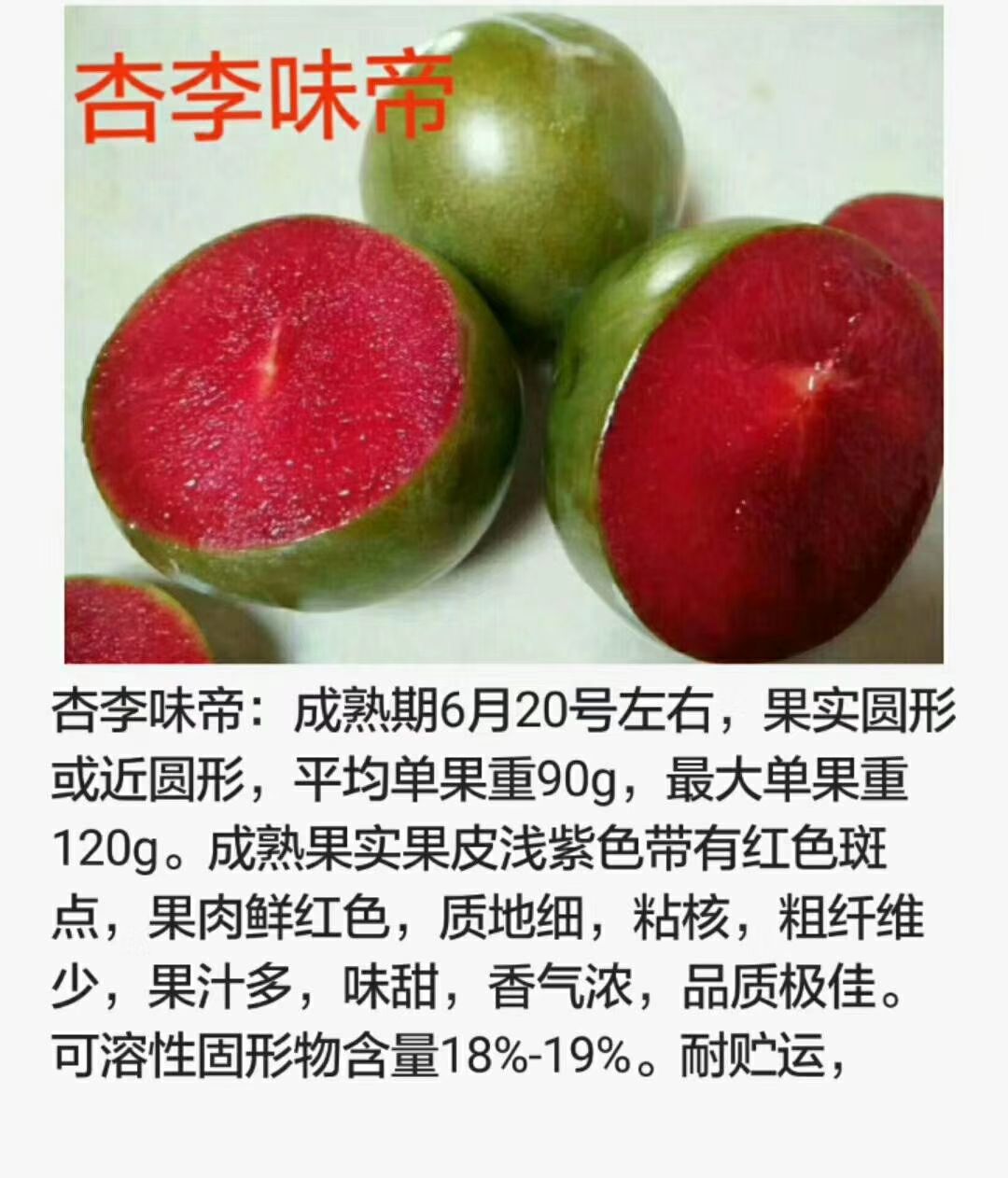 味帝李子苗