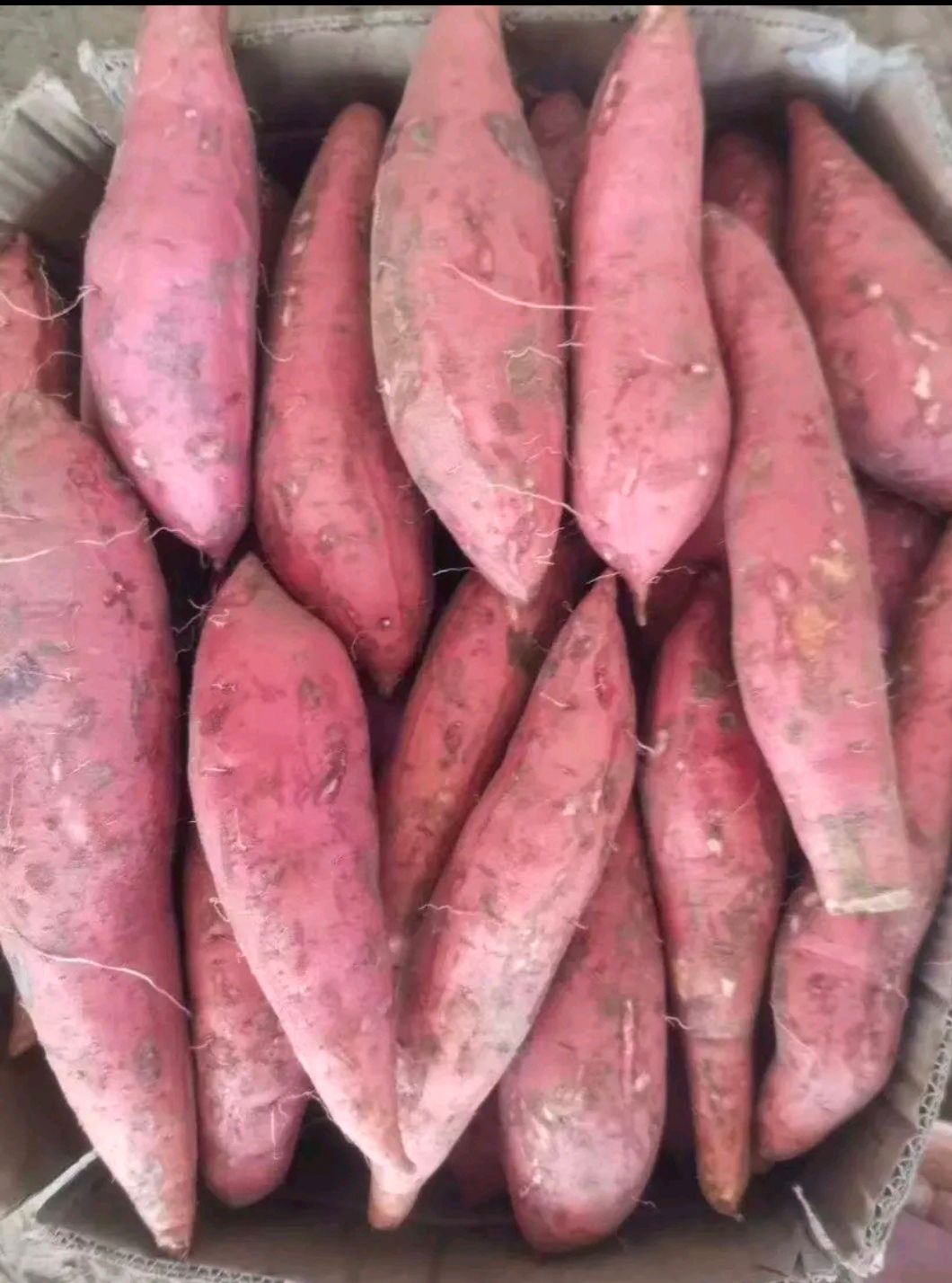[沙地红薯批发] 红薯 西瓜红密薯 番薯 地瓜 电商供应 支持一件代发