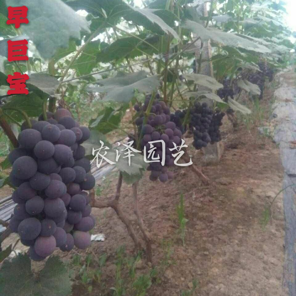 [早巨宝葡萄苗批发]早巨宝葡萄苗巨宝特早葡萄苗大粒高产早熟葡萄苗