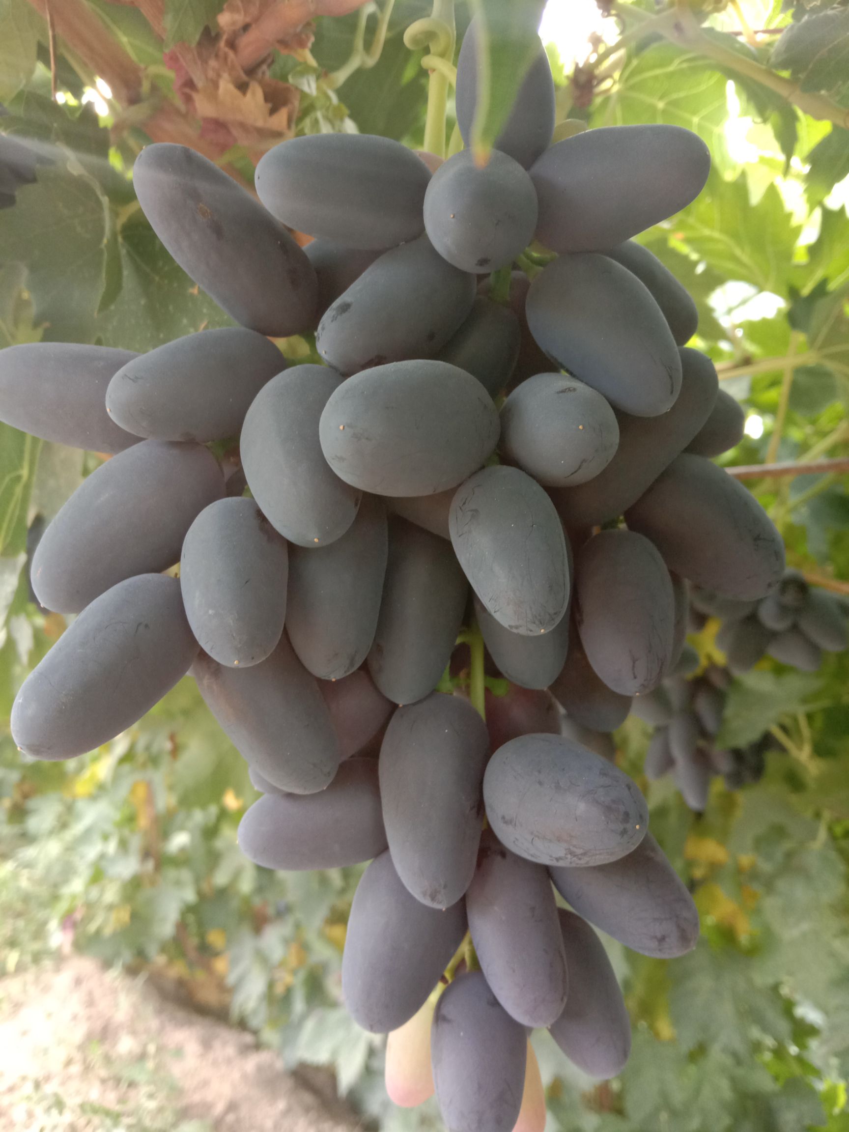 黑美人葡萄 颗粒大,糖度高,品质好
