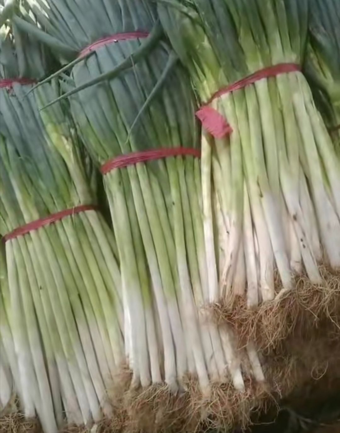 陕西大荔沙地高白大葱