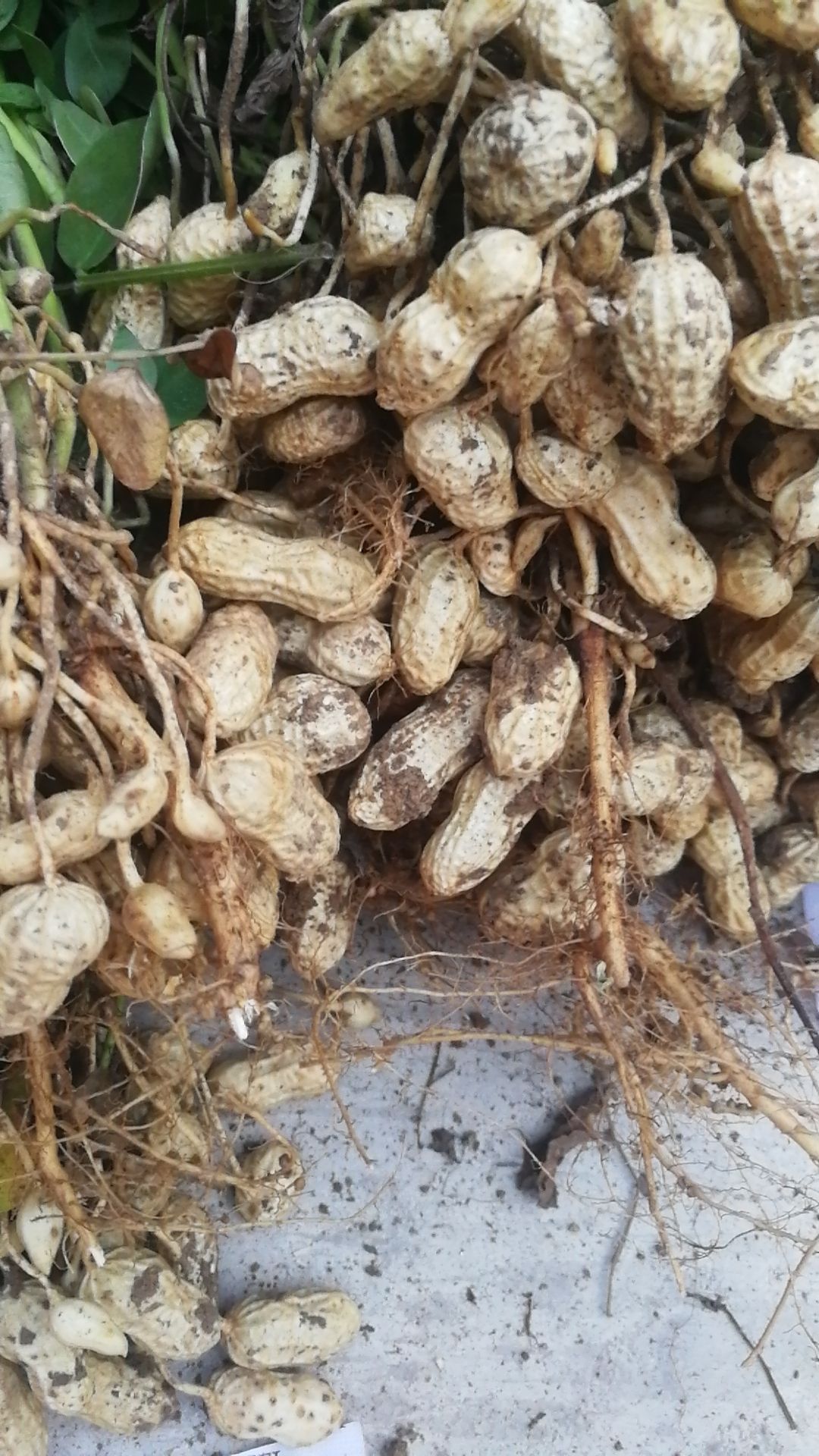 鲜花生小白沙罗汉果颗粒饱满