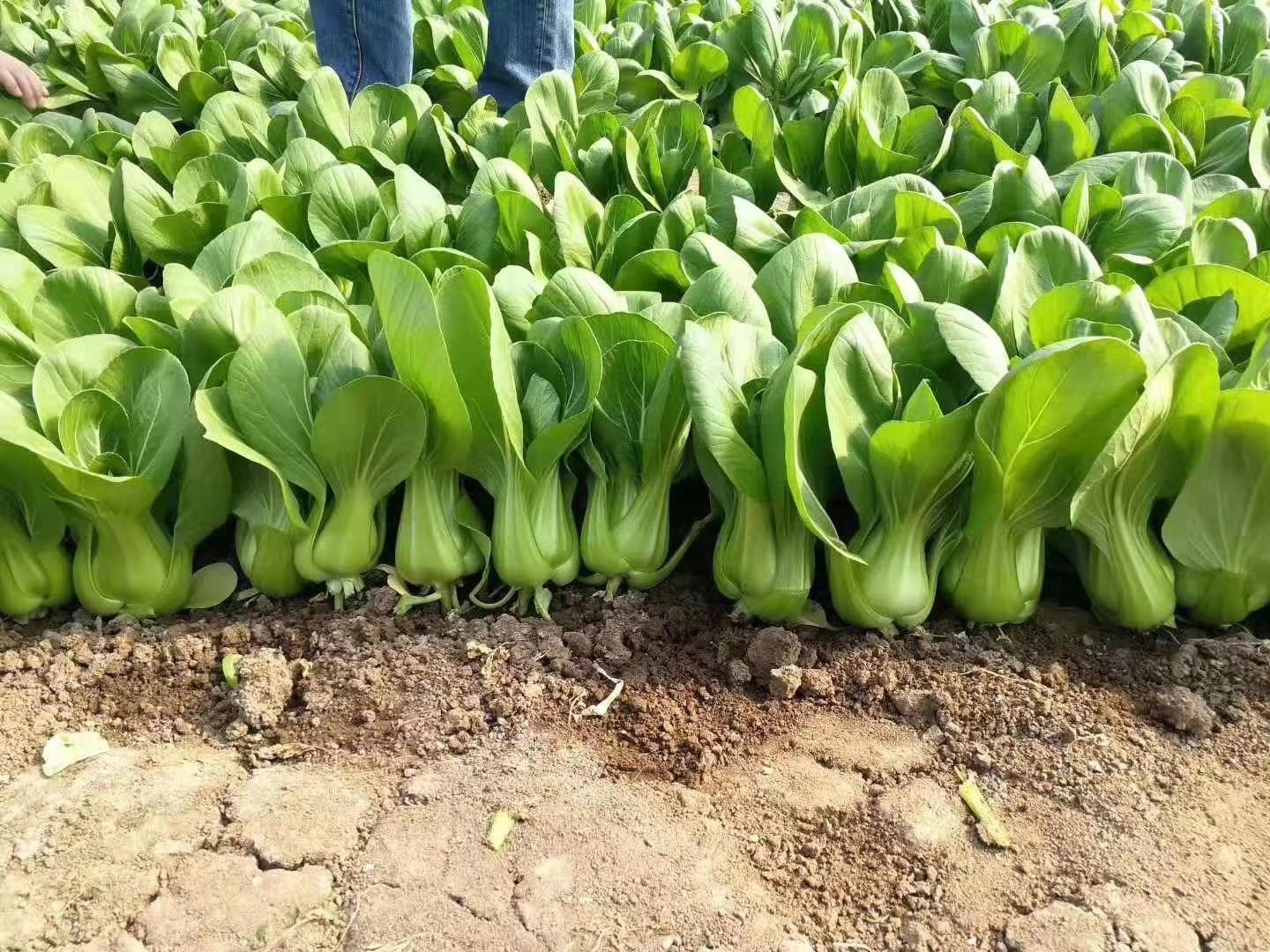 青梗菜种子 上海青种子,首选种都高科!