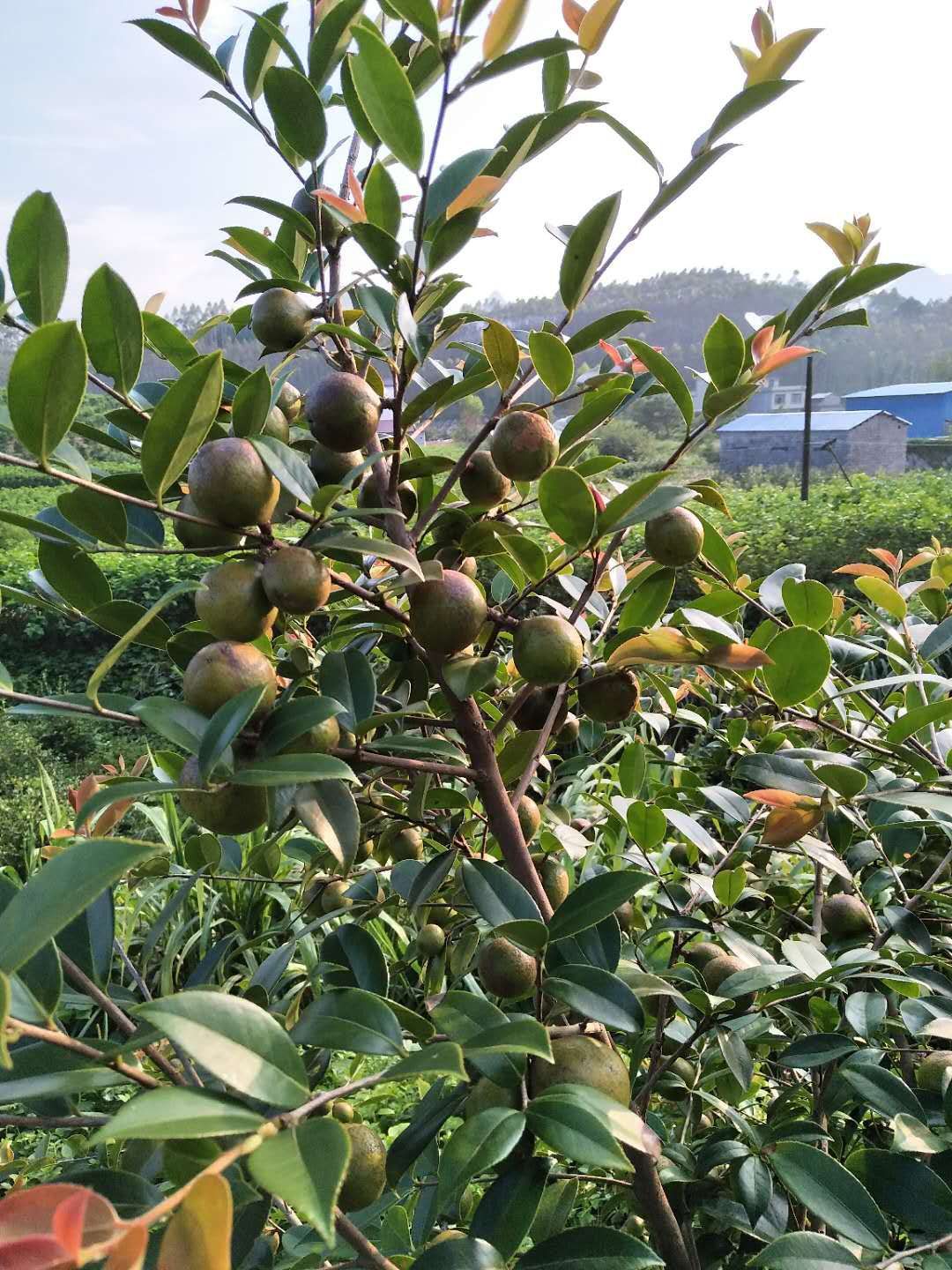 茶籽 生油茶果