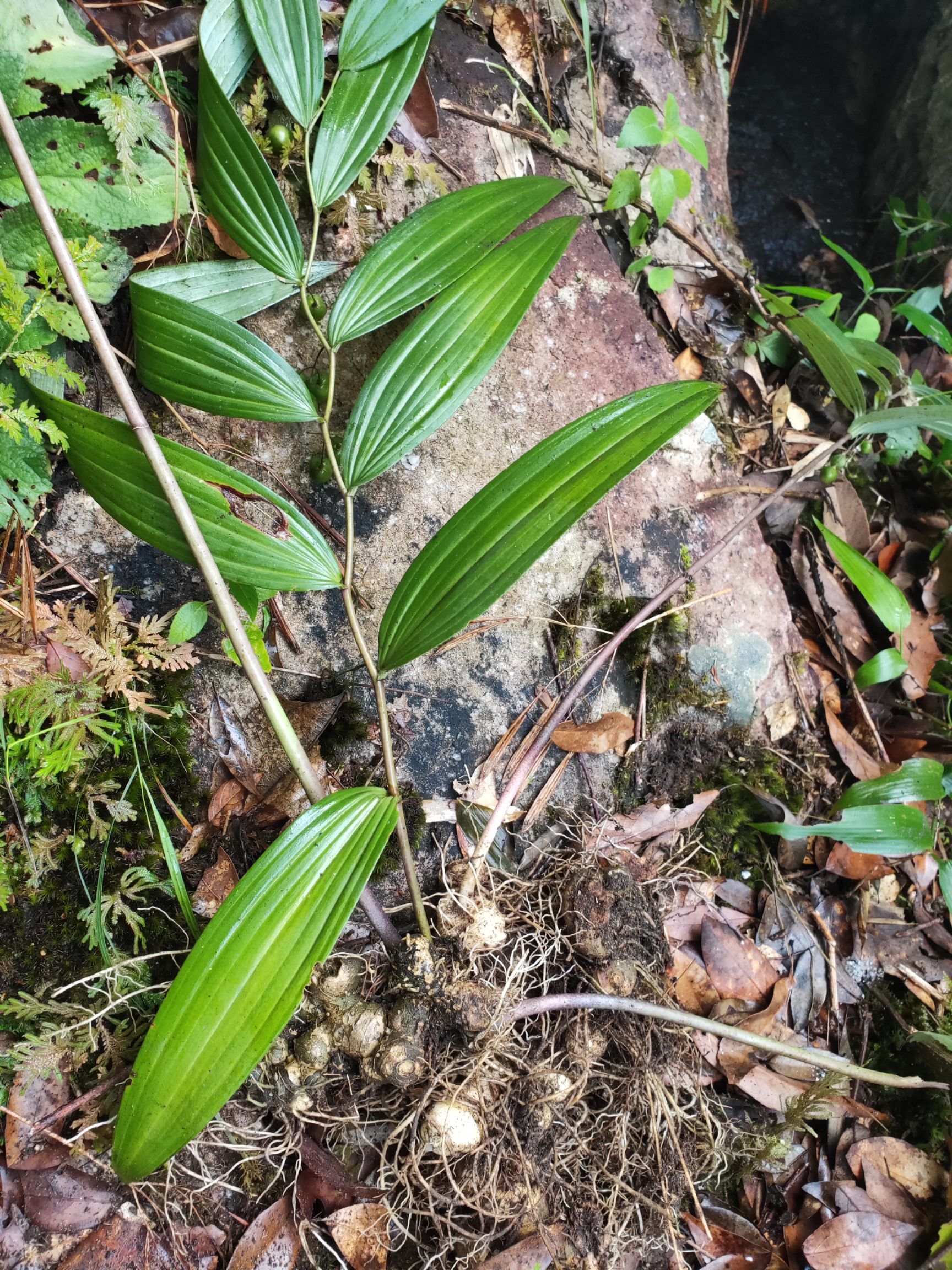 黄精大山里的生黄精