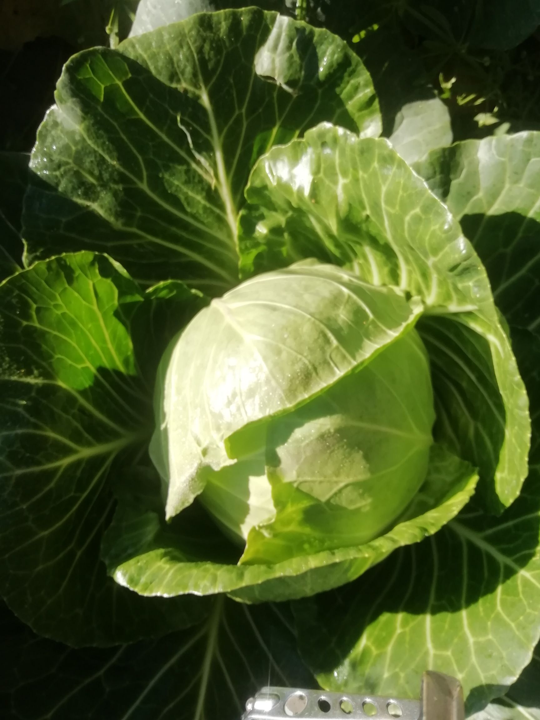 莲花白包菜 青藏高原柑蓝,大量上市,质量保证